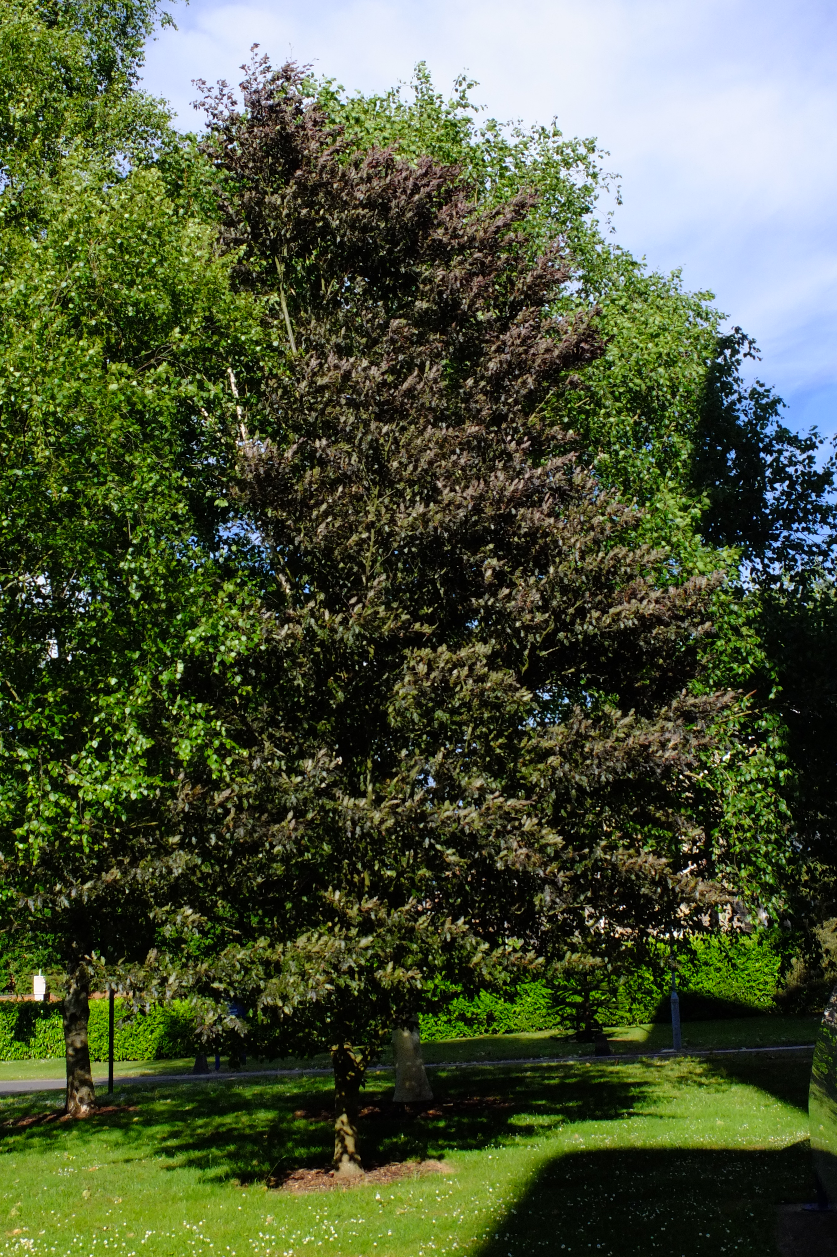 full-size image