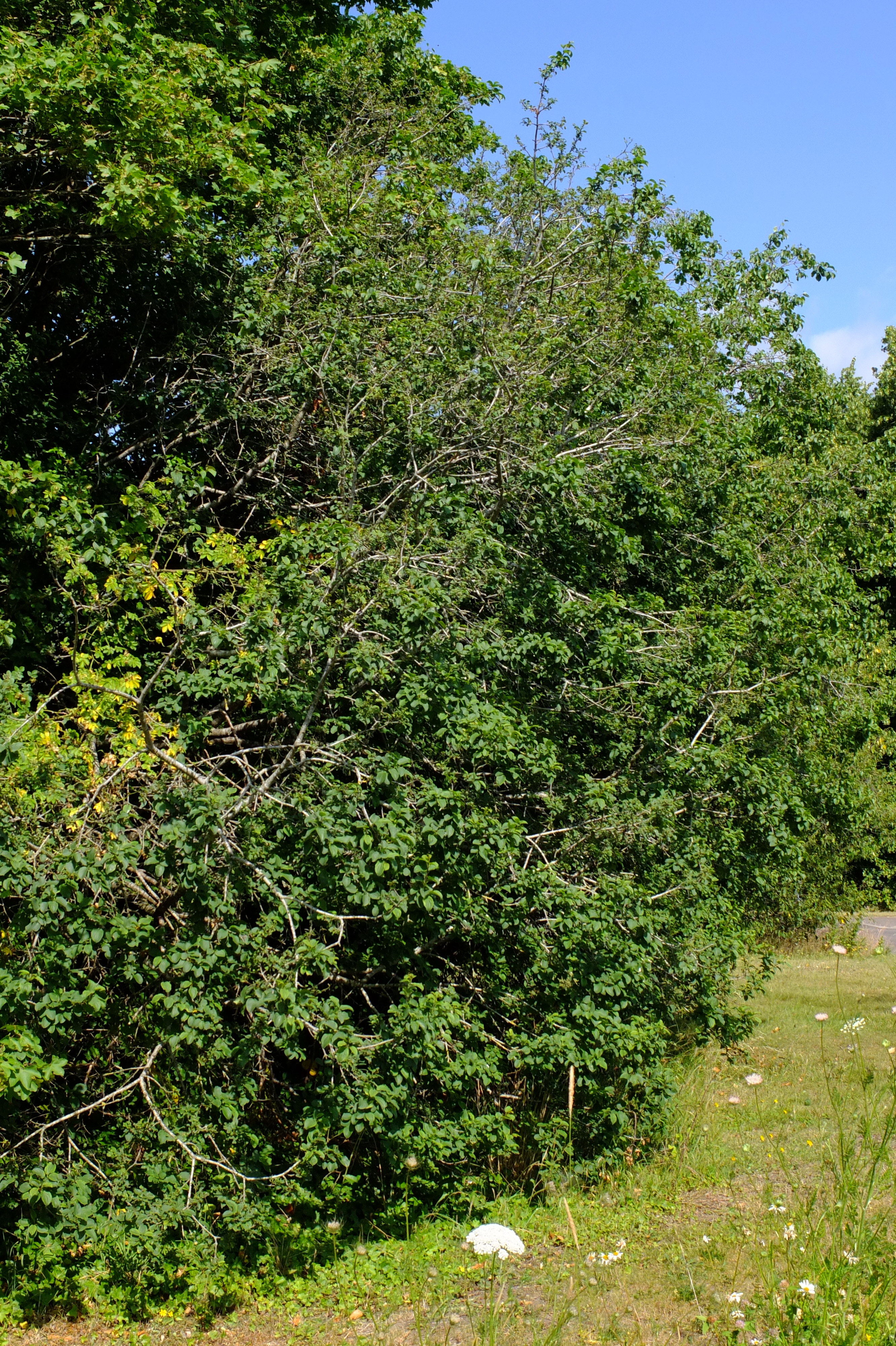 full-size image