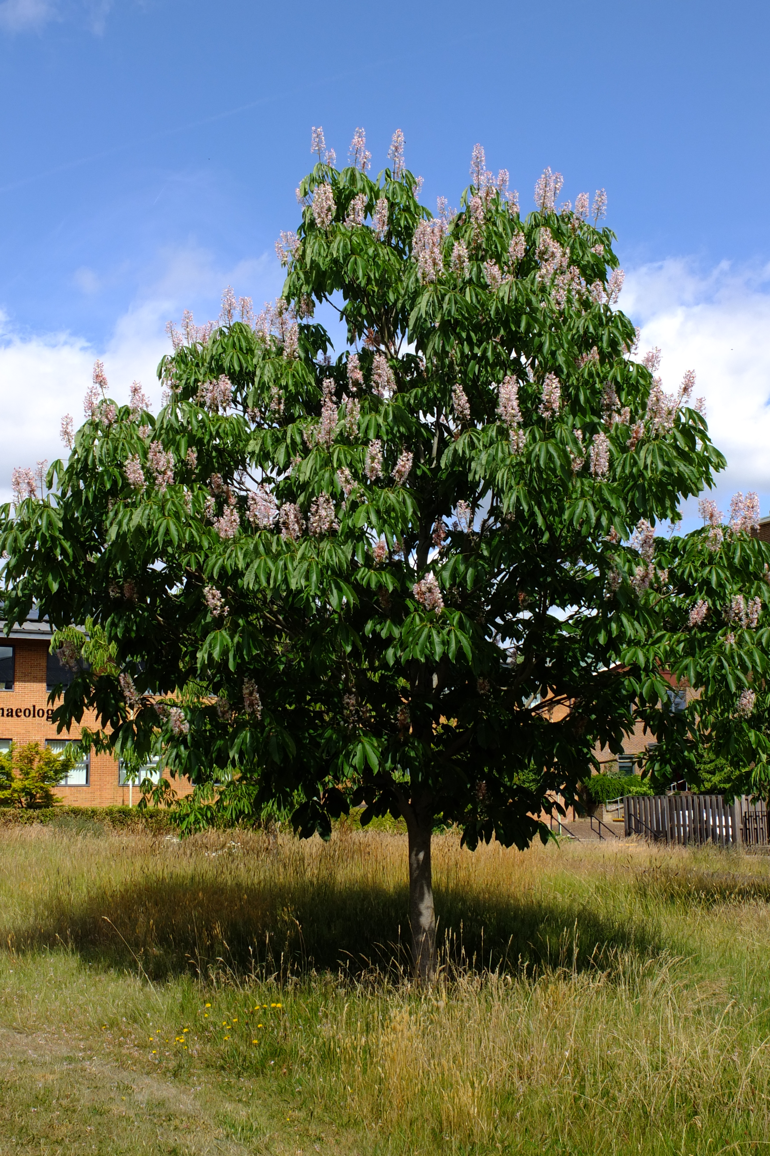 full-size image