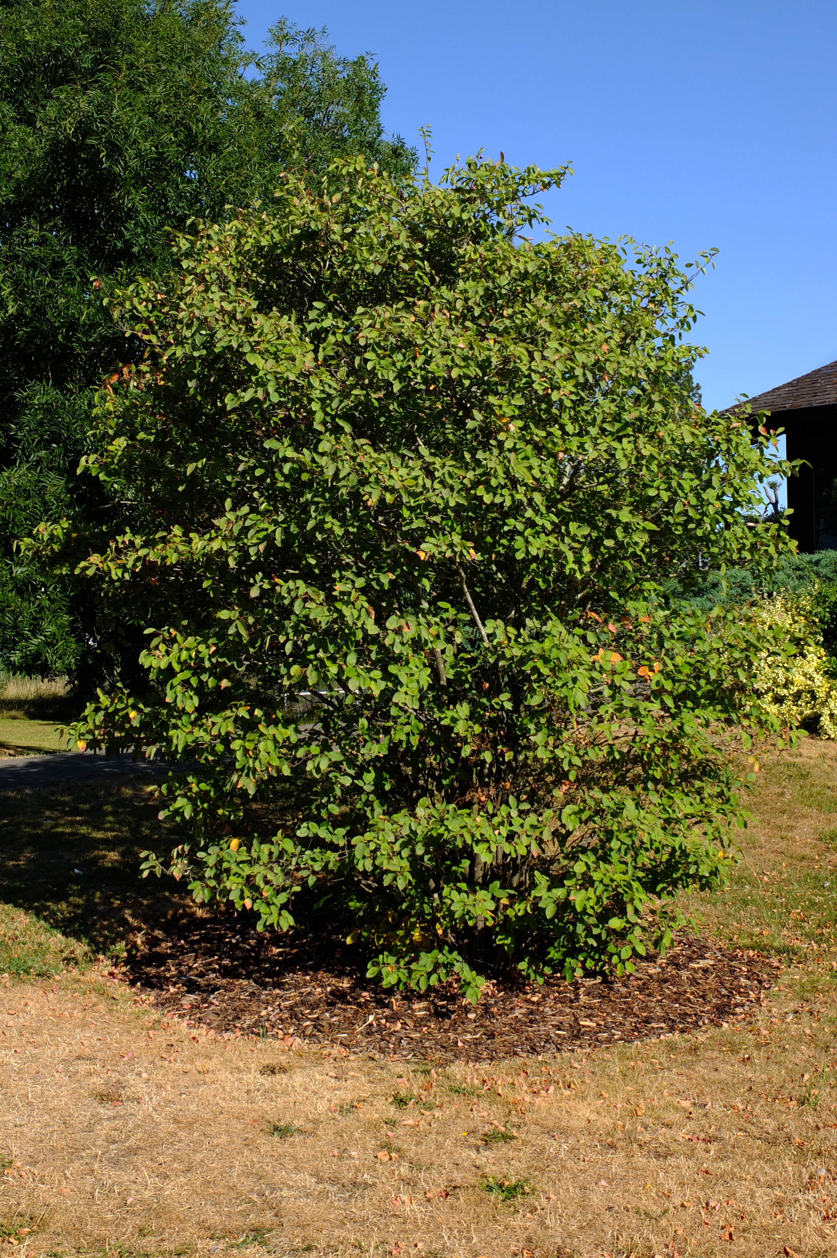 full-size image