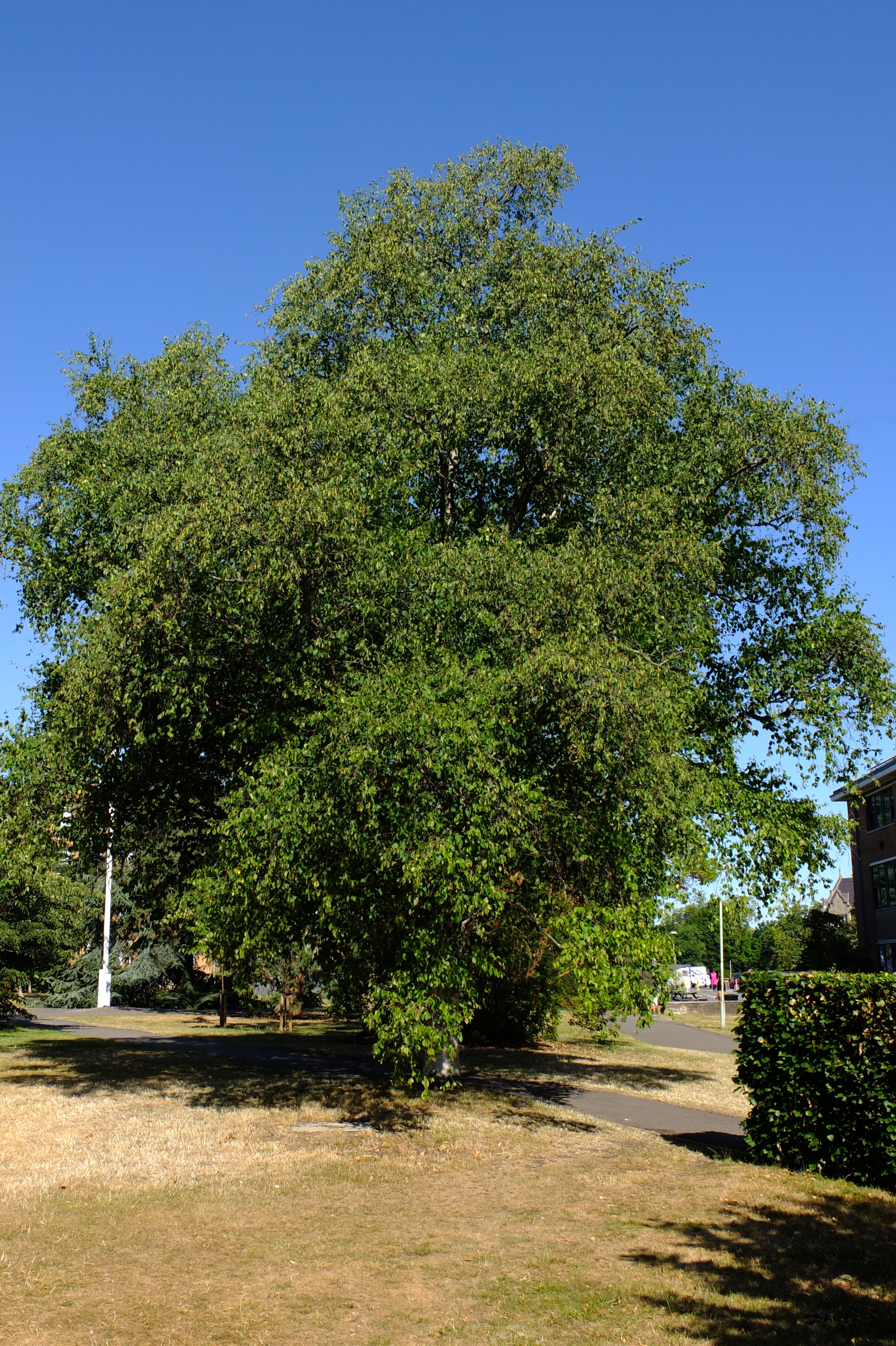 full-size image