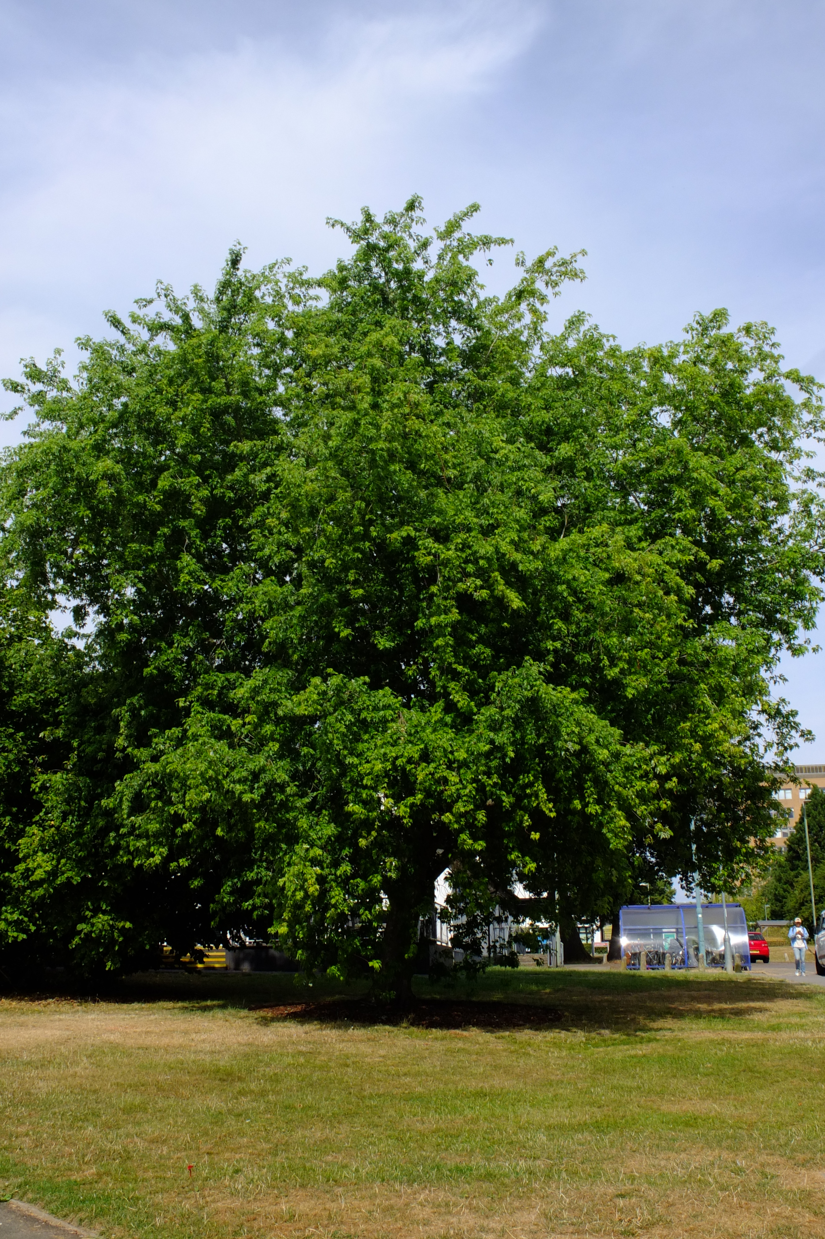 full-size image