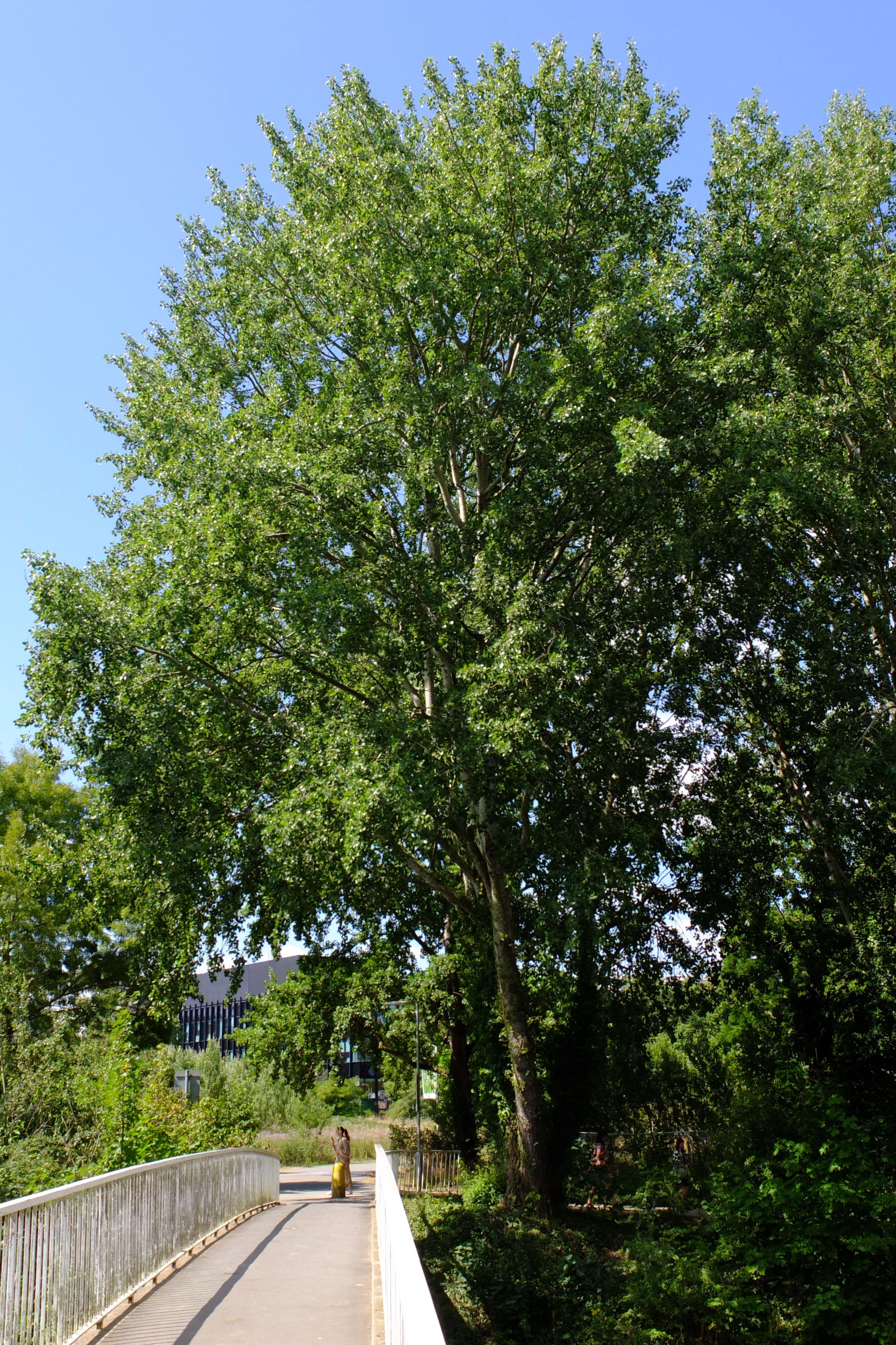 full-size image