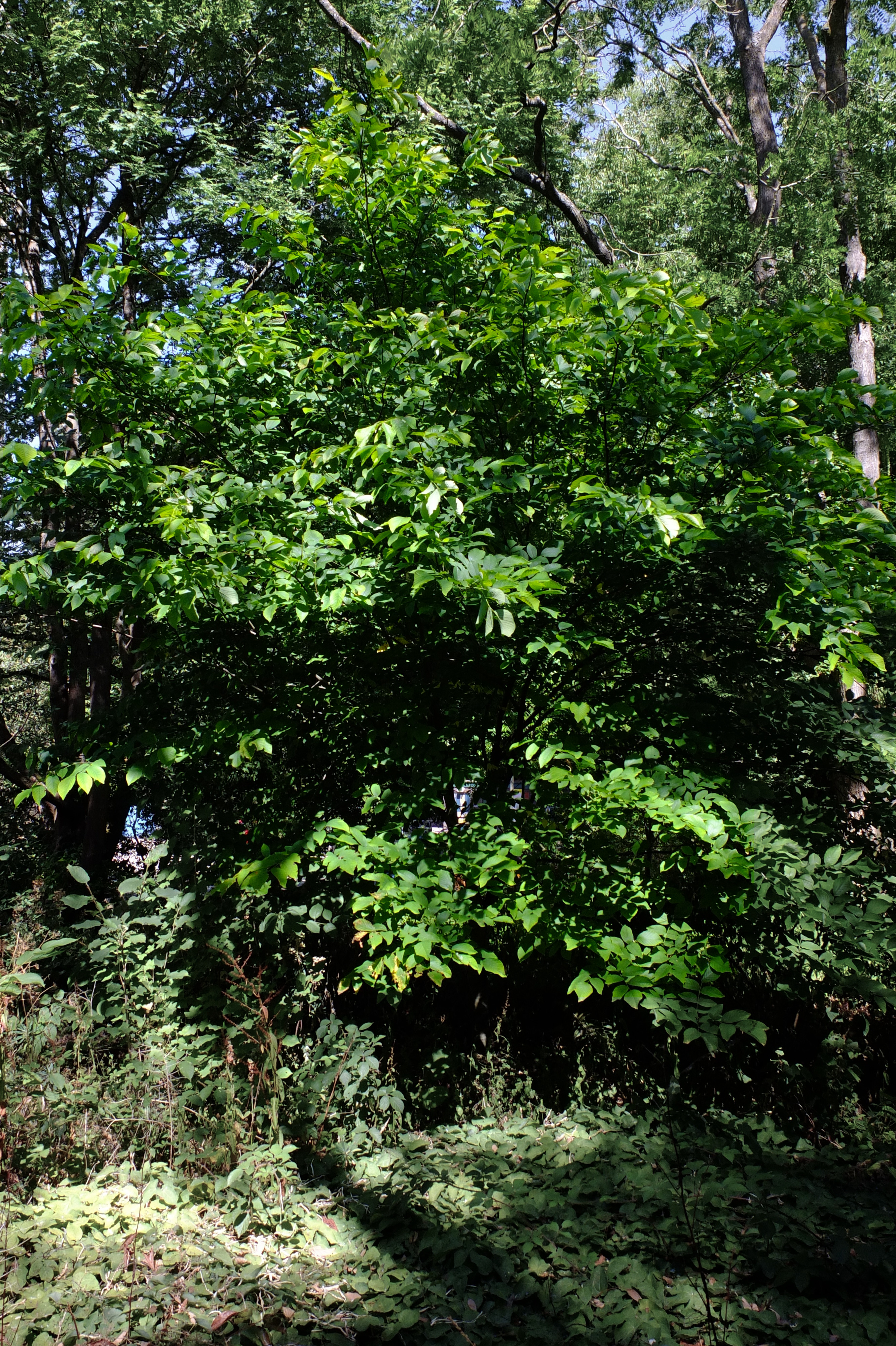full-size image