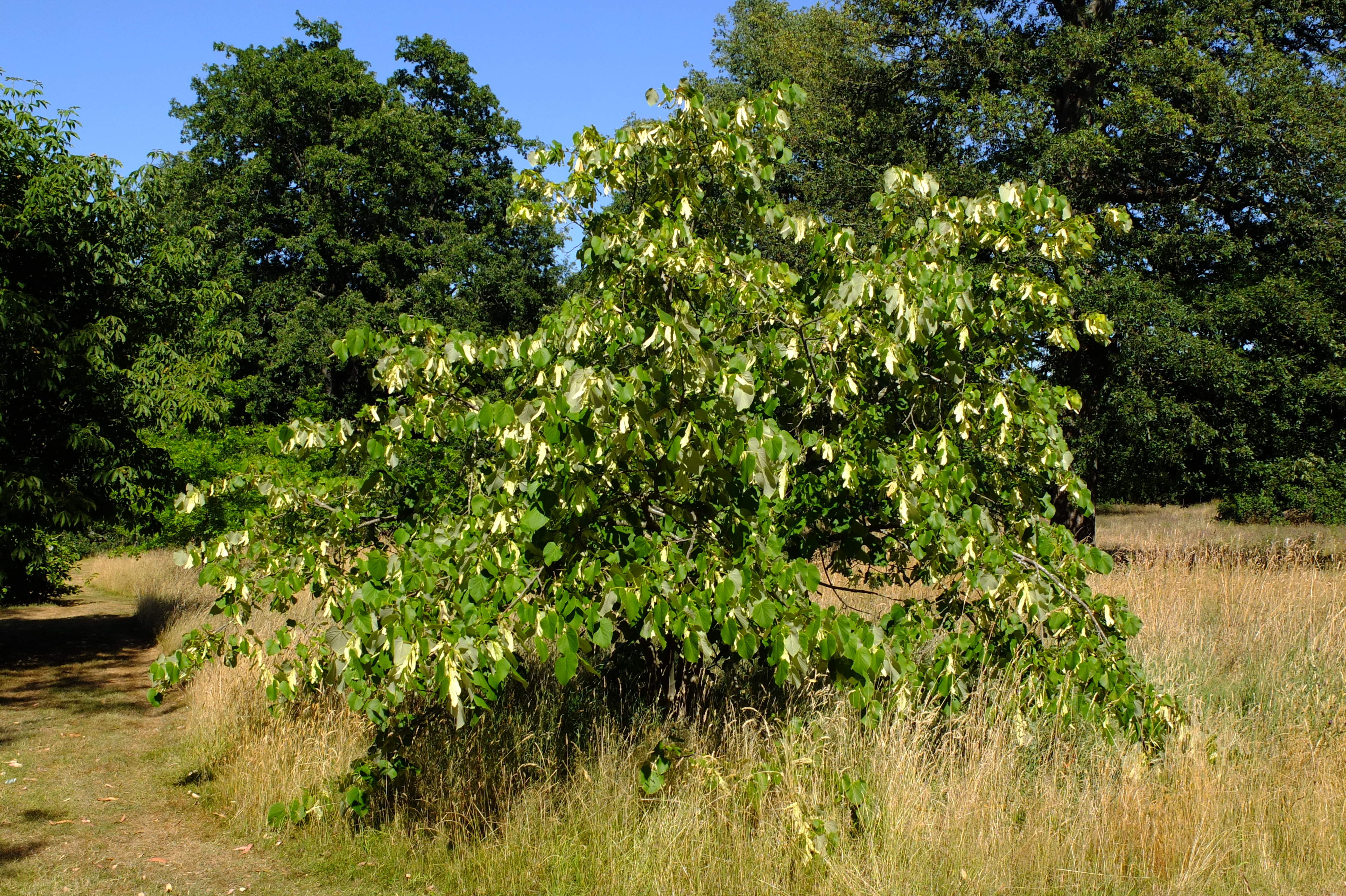 full-size image
