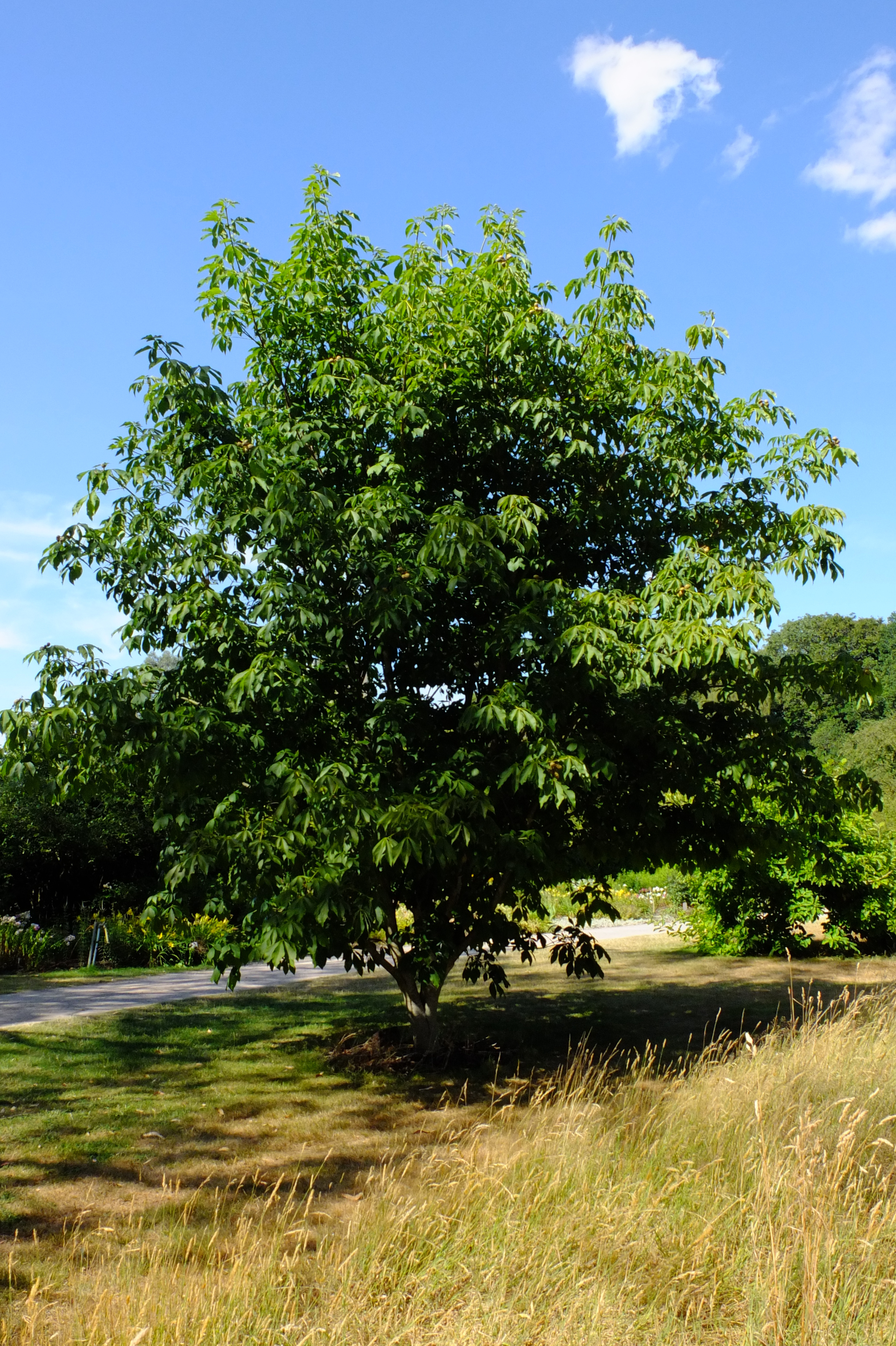 full-size image