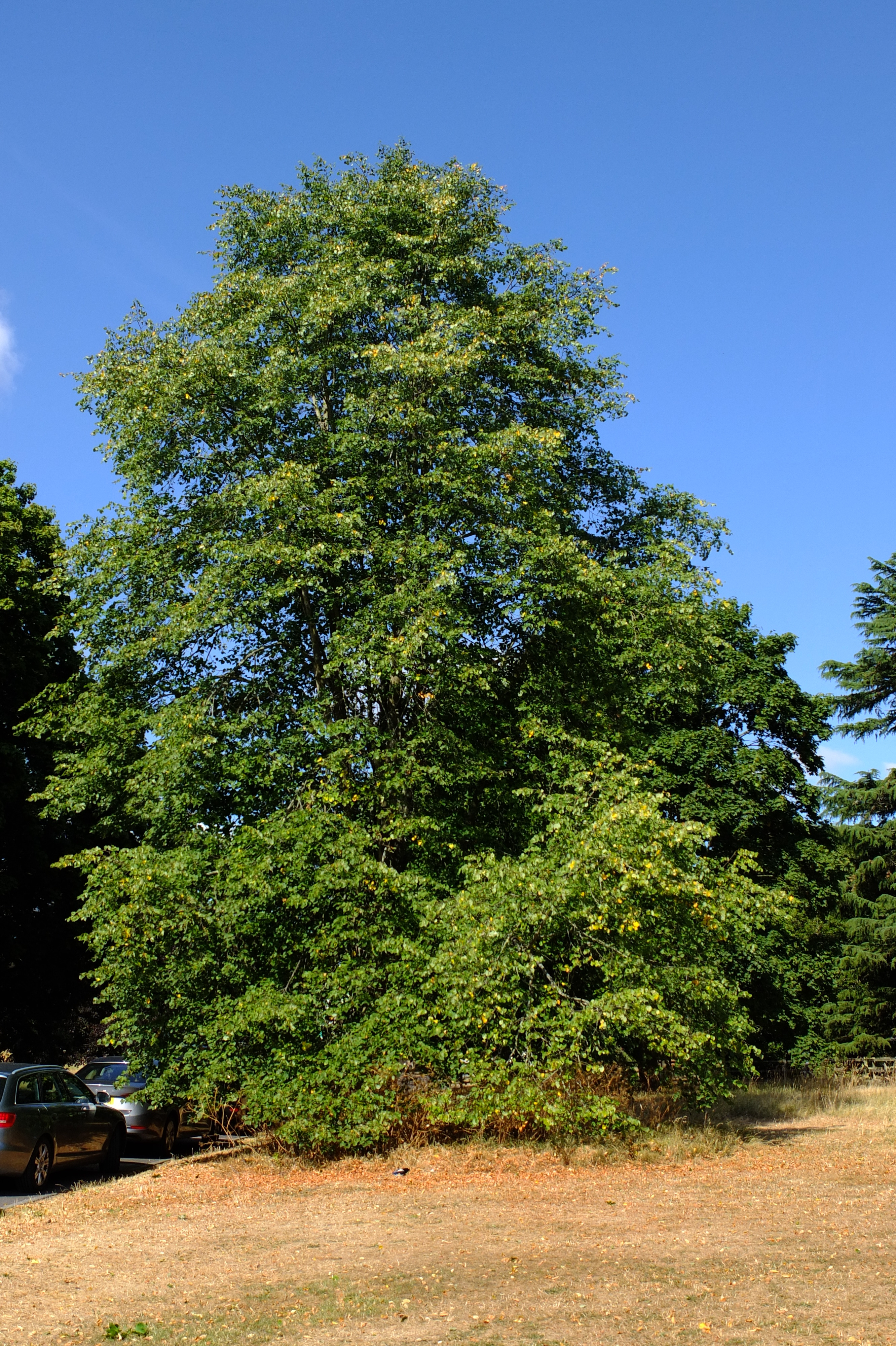 full-size image