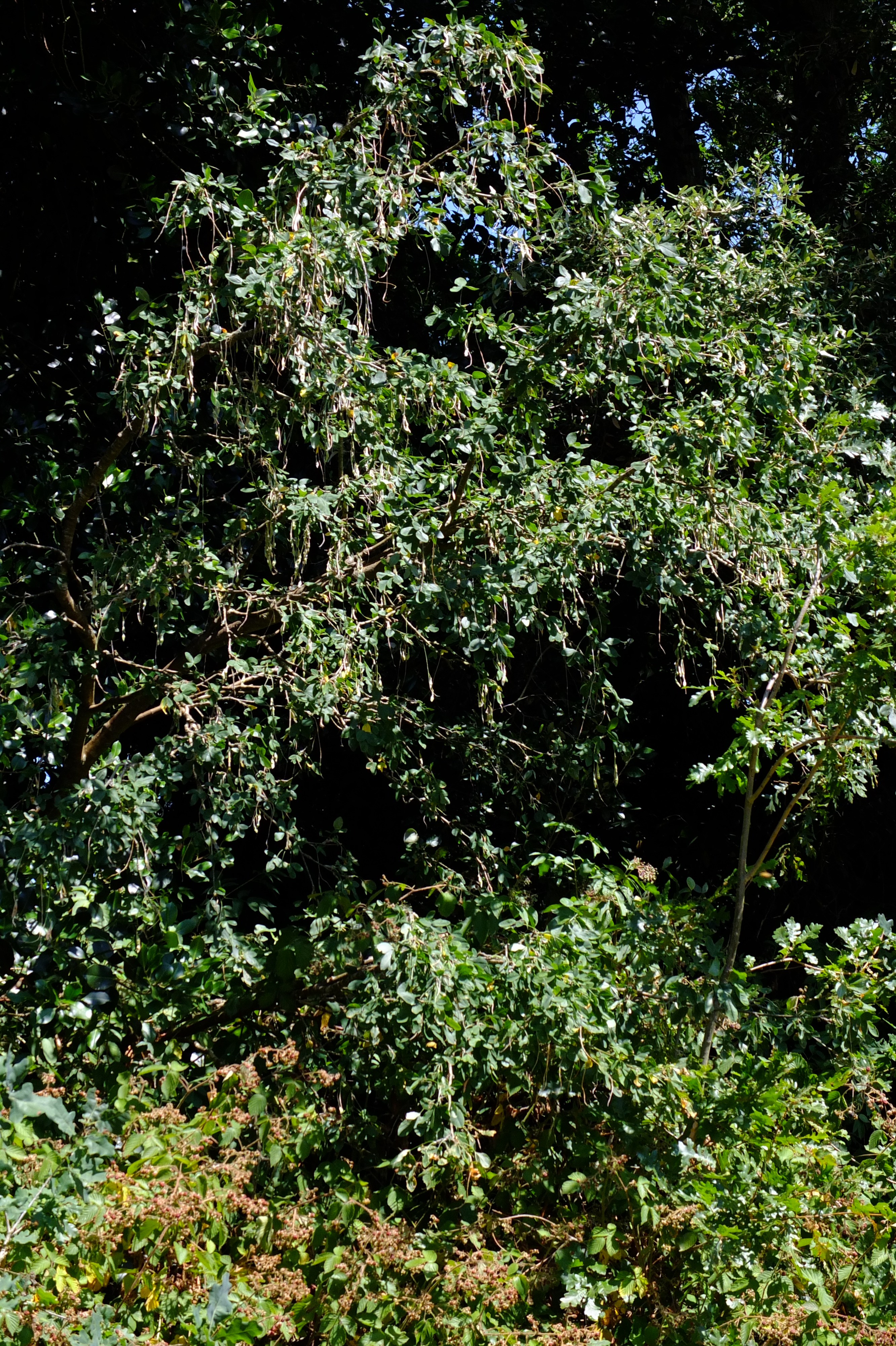 full-size image