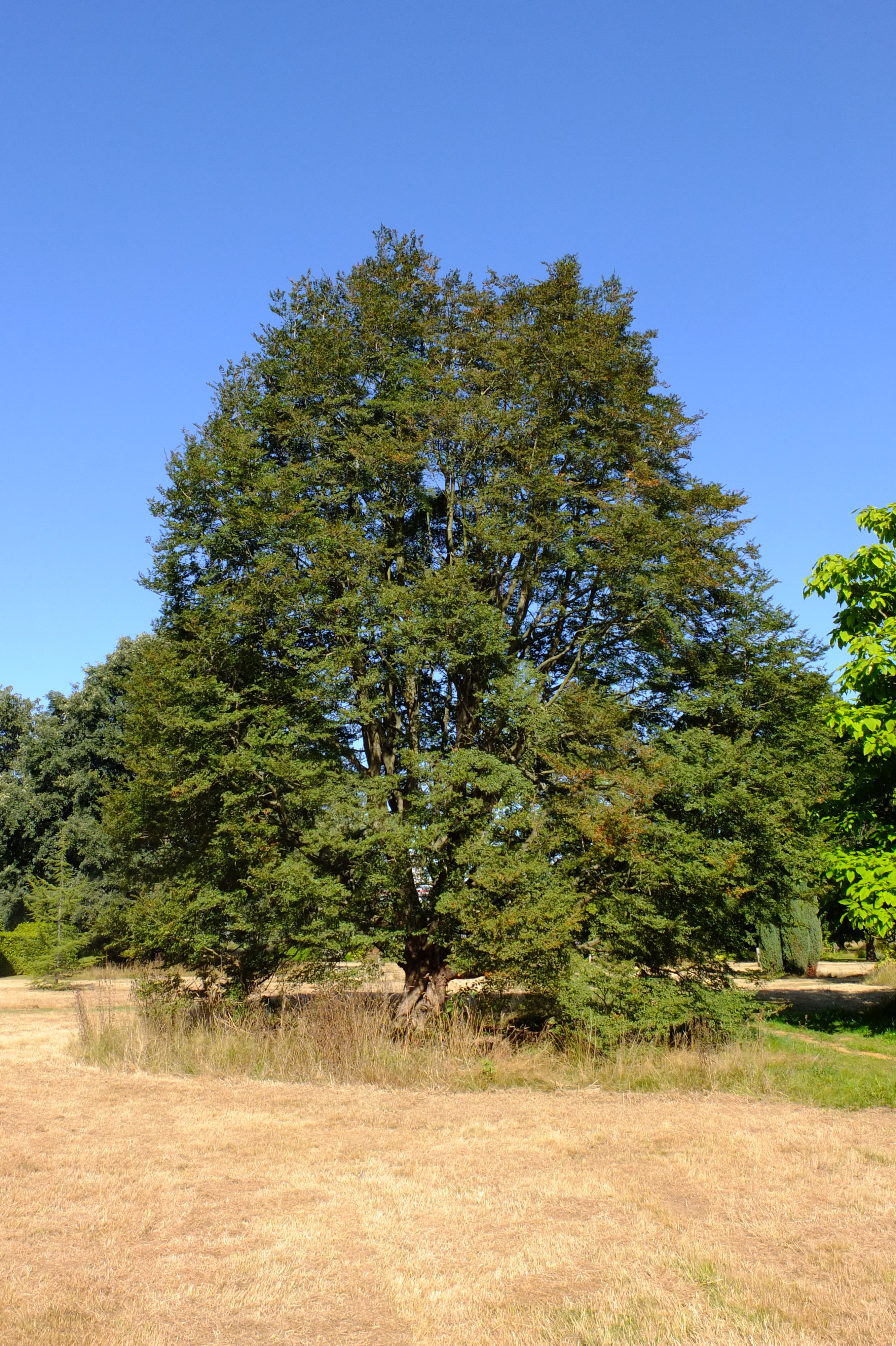 full-size image