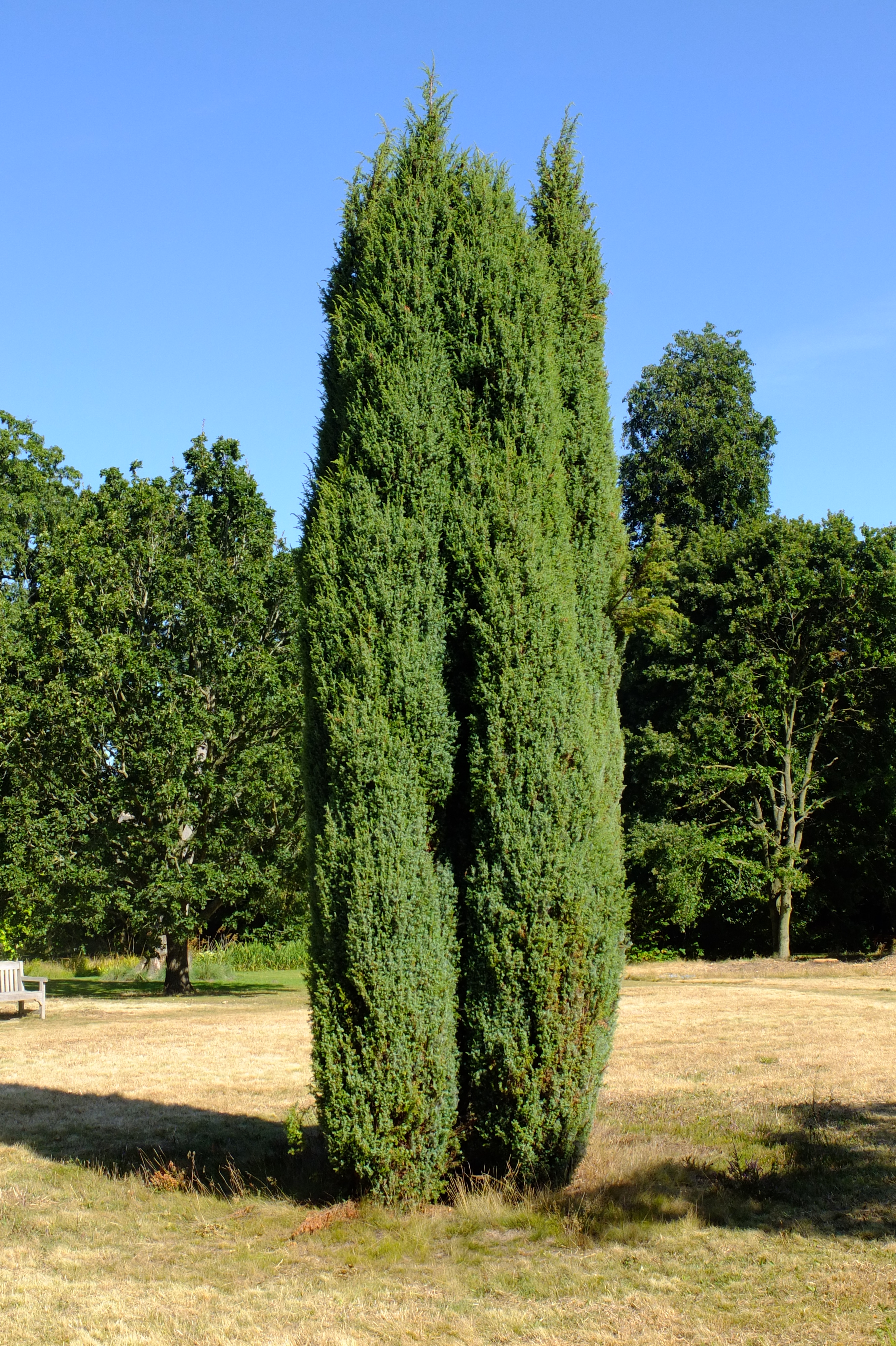full-size image