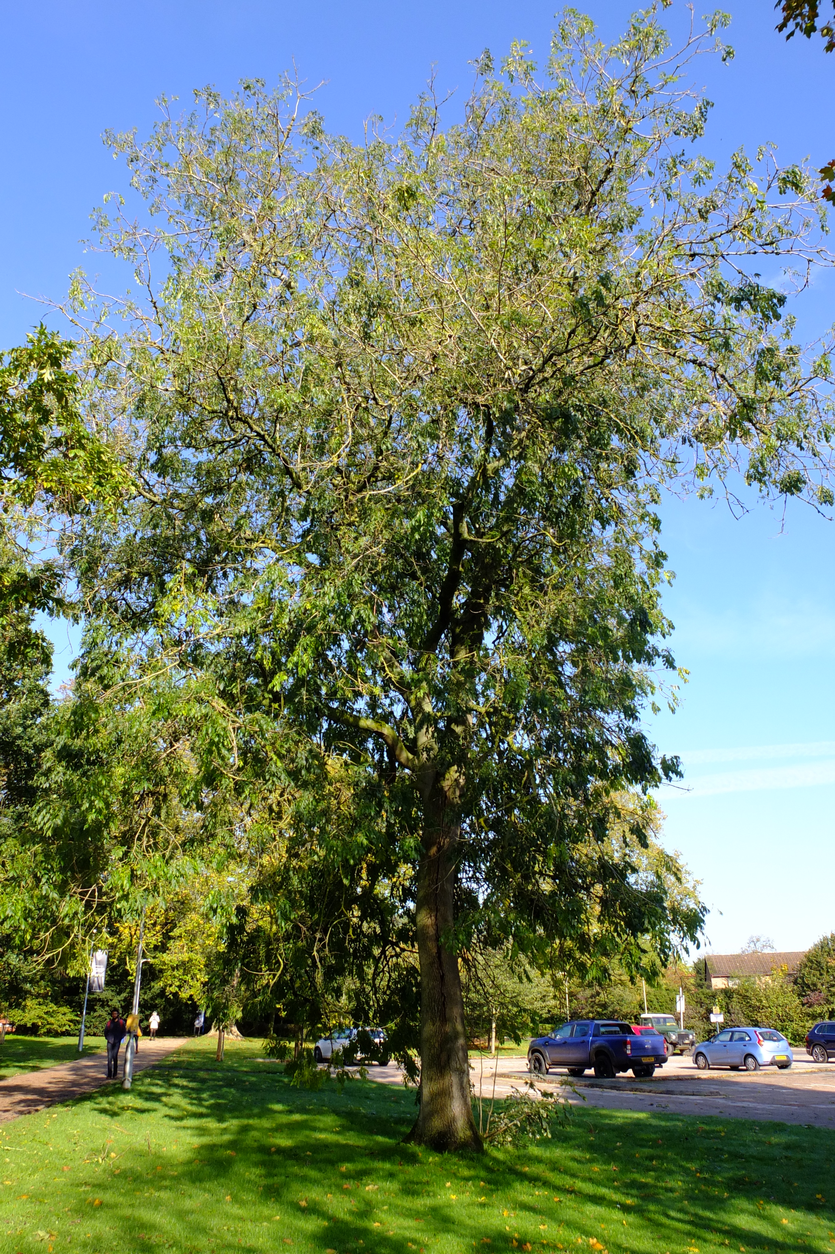 full-size image