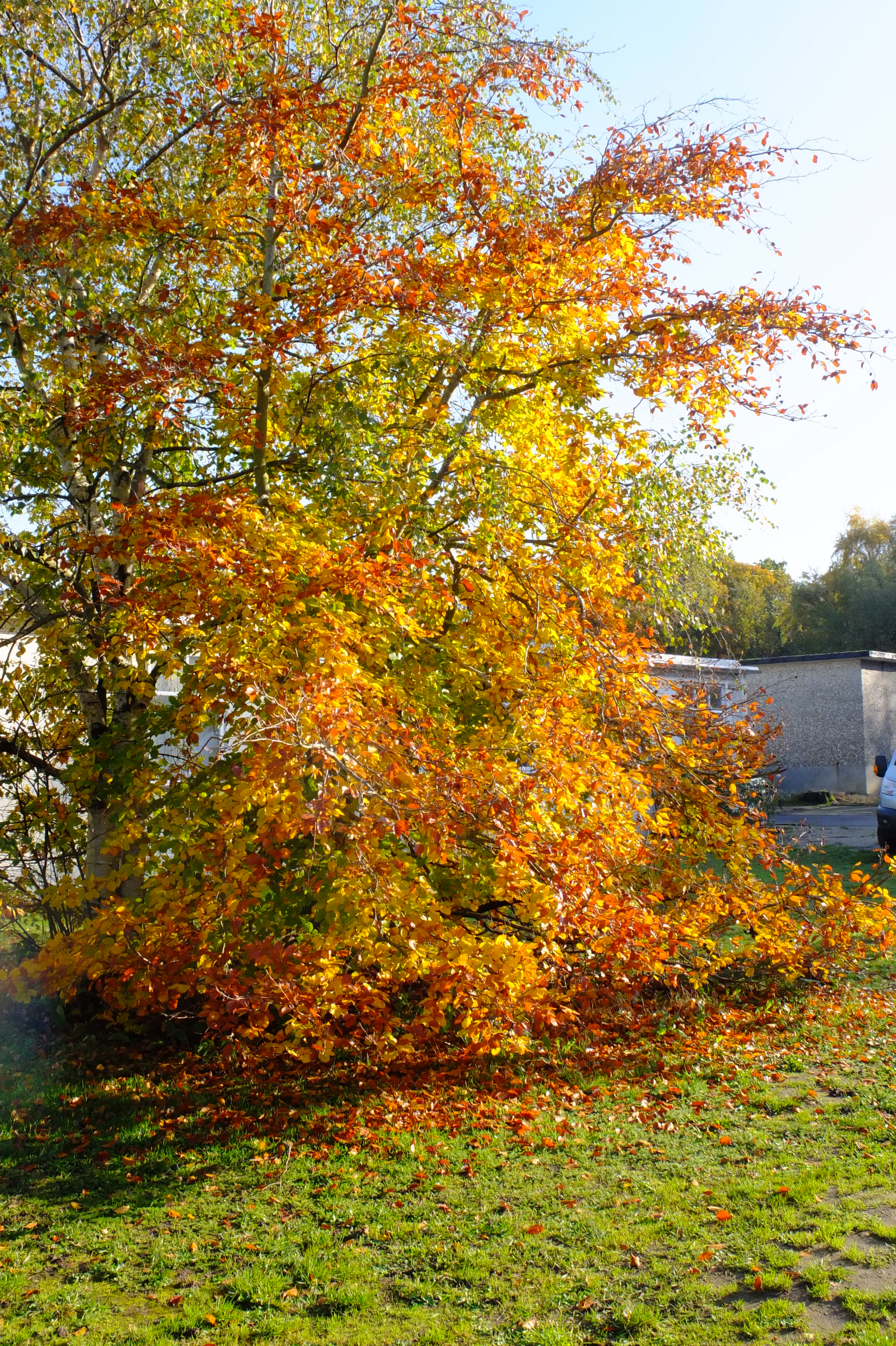 full-size image