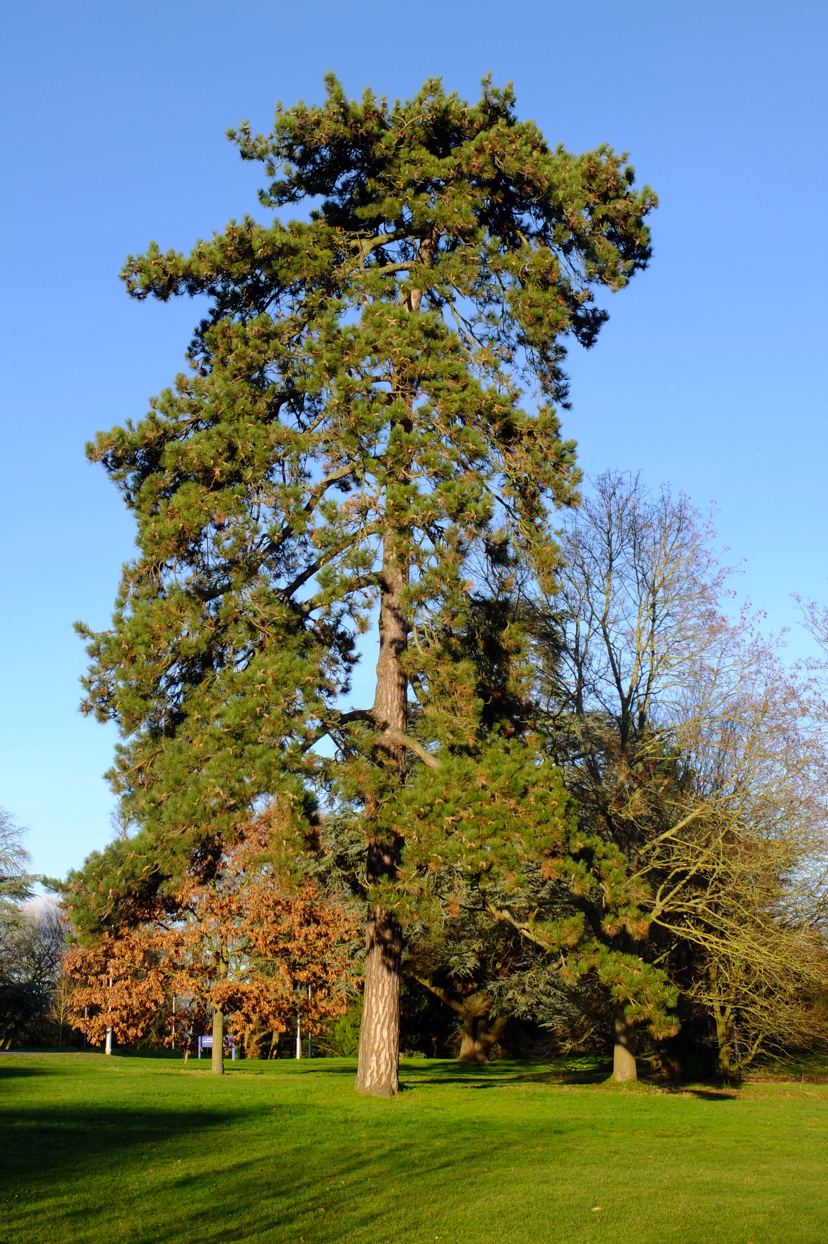 full-size image