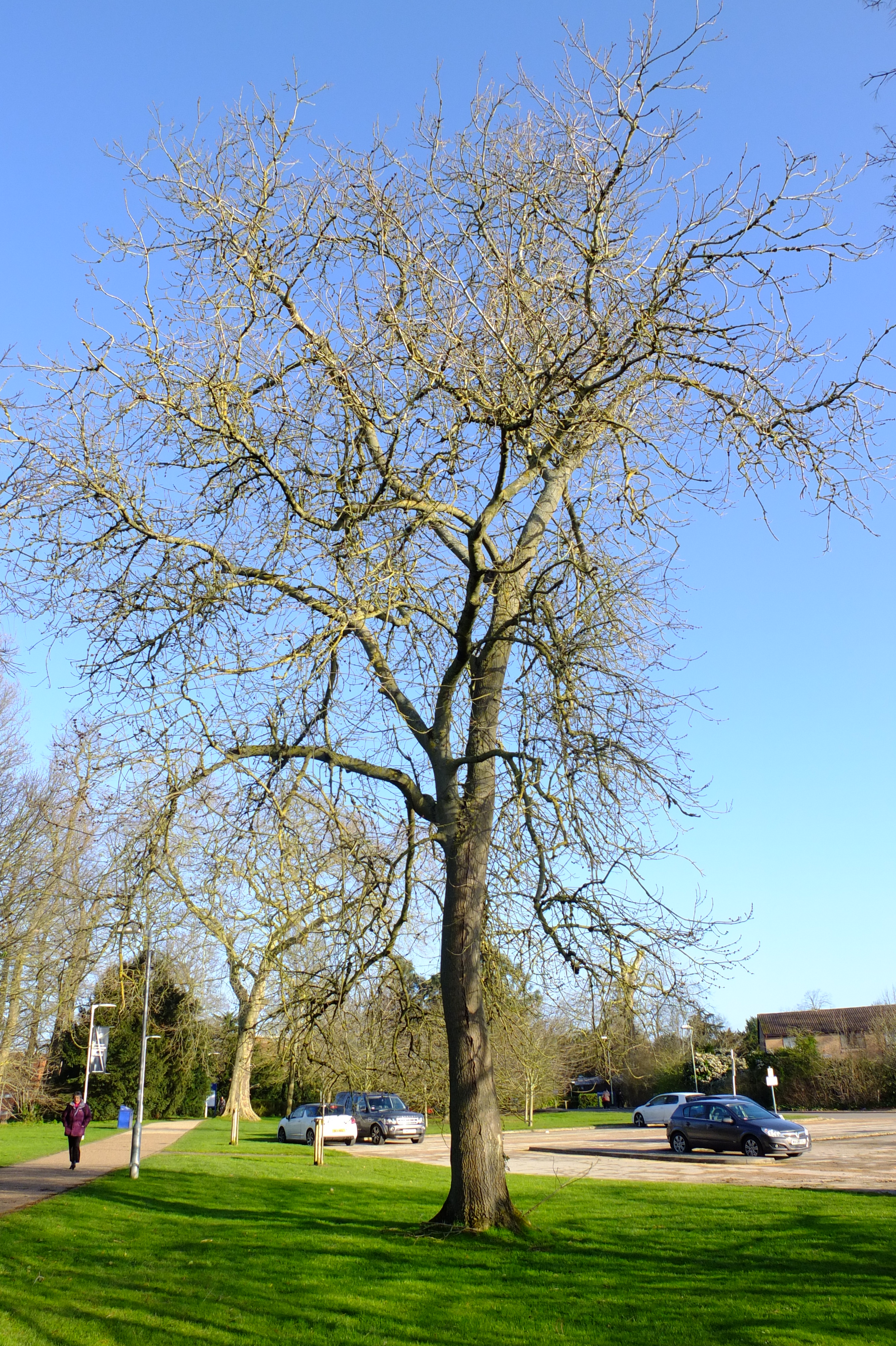 full-size image