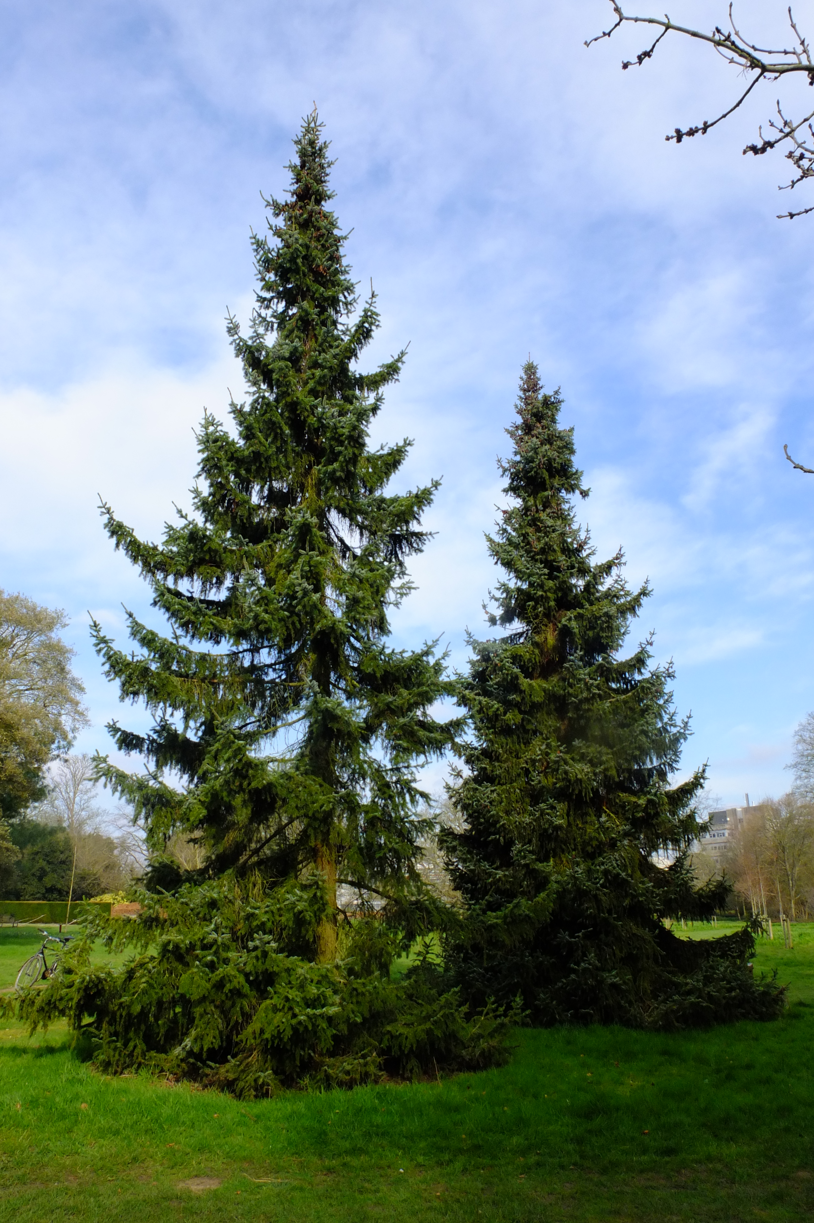 full-size image