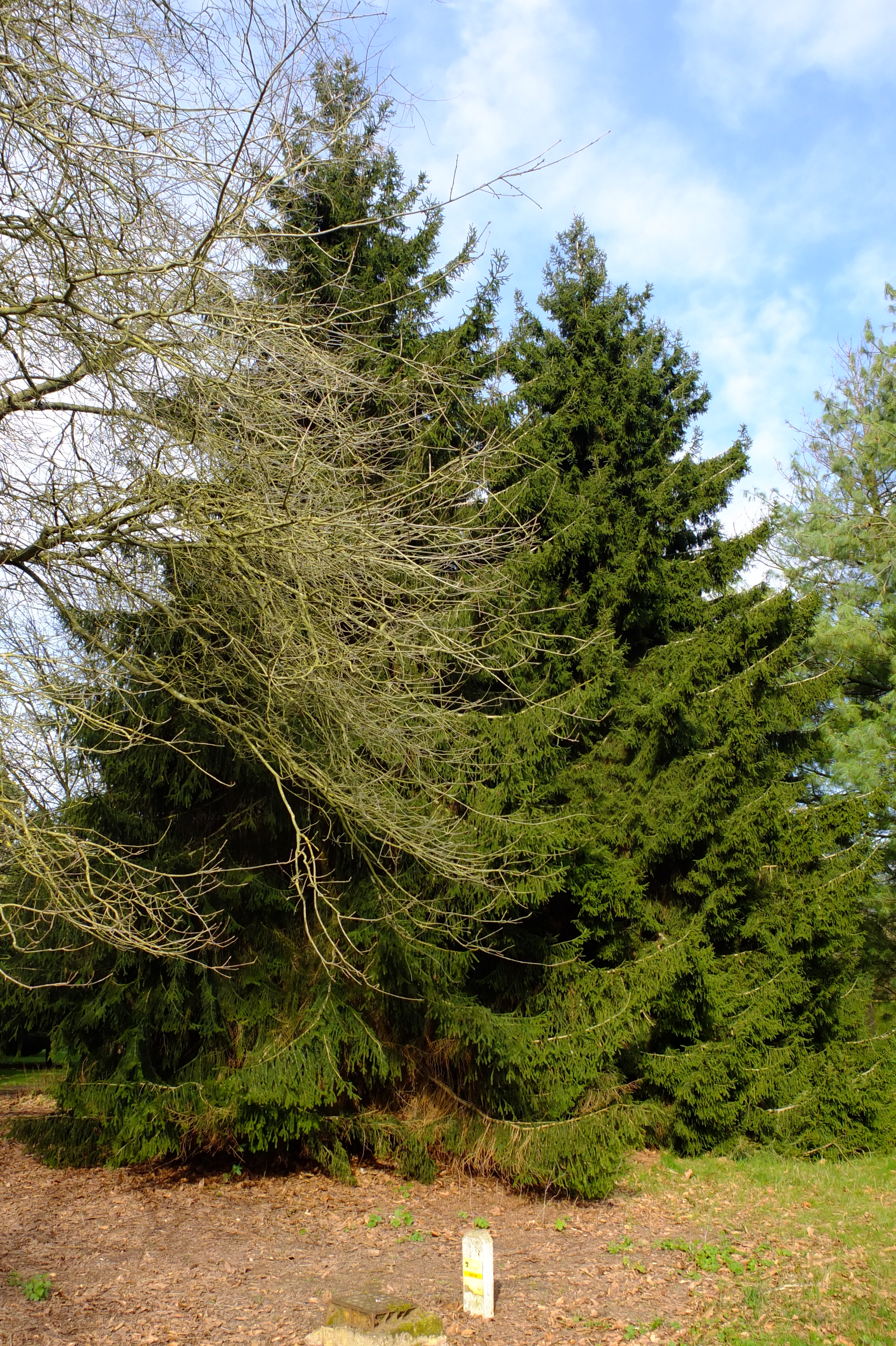 full-size image