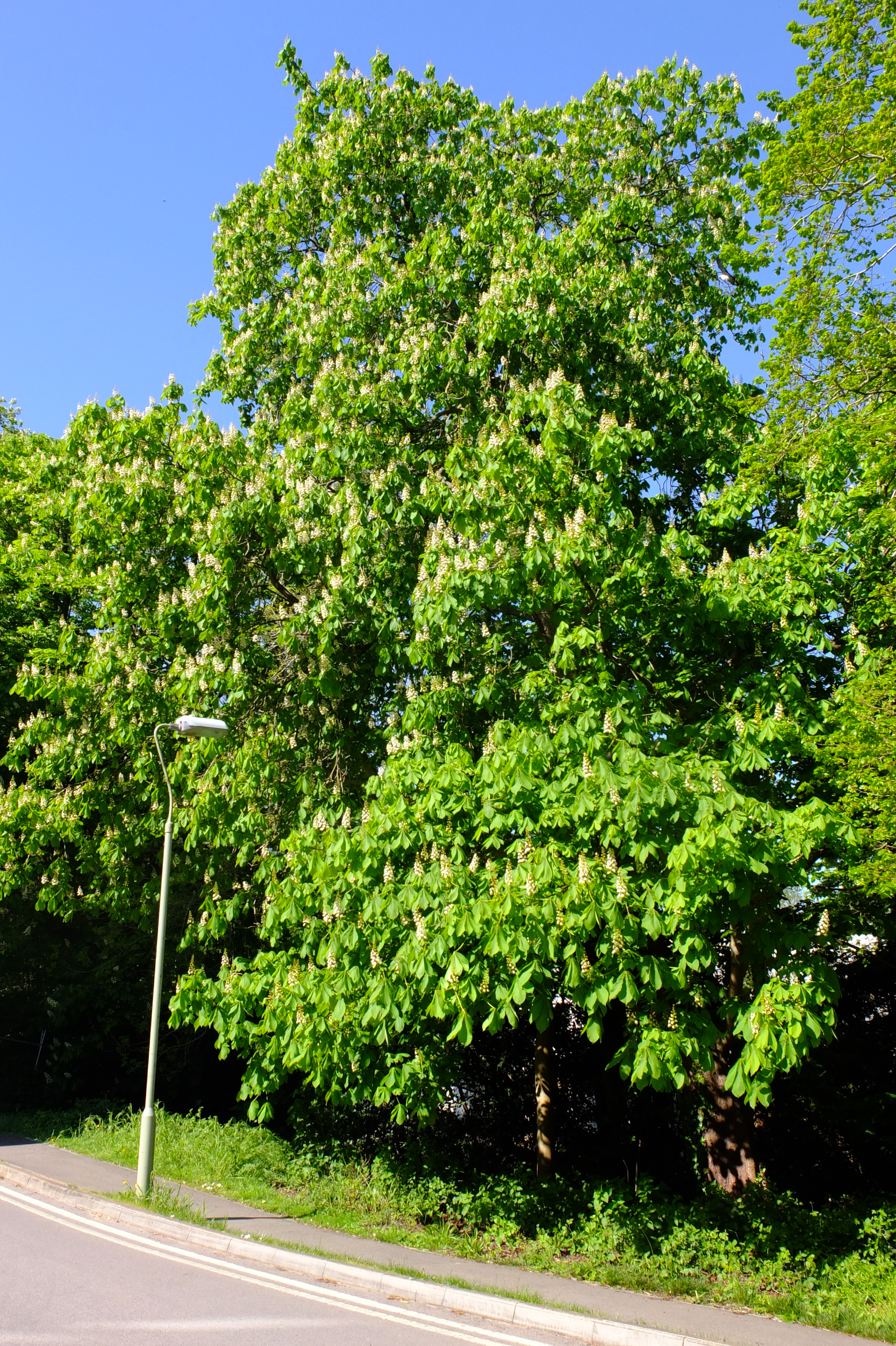 full-size image