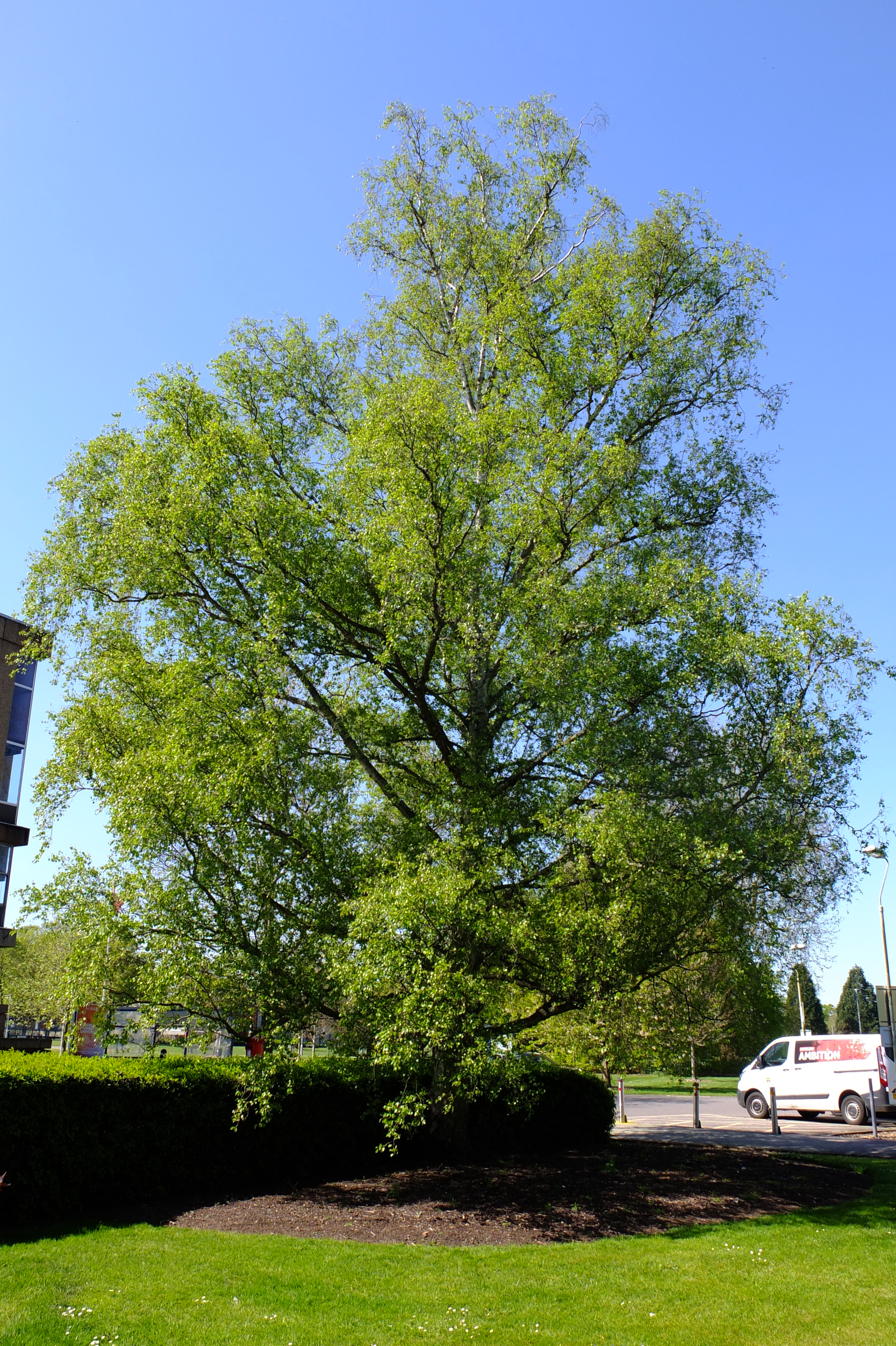 full-size image