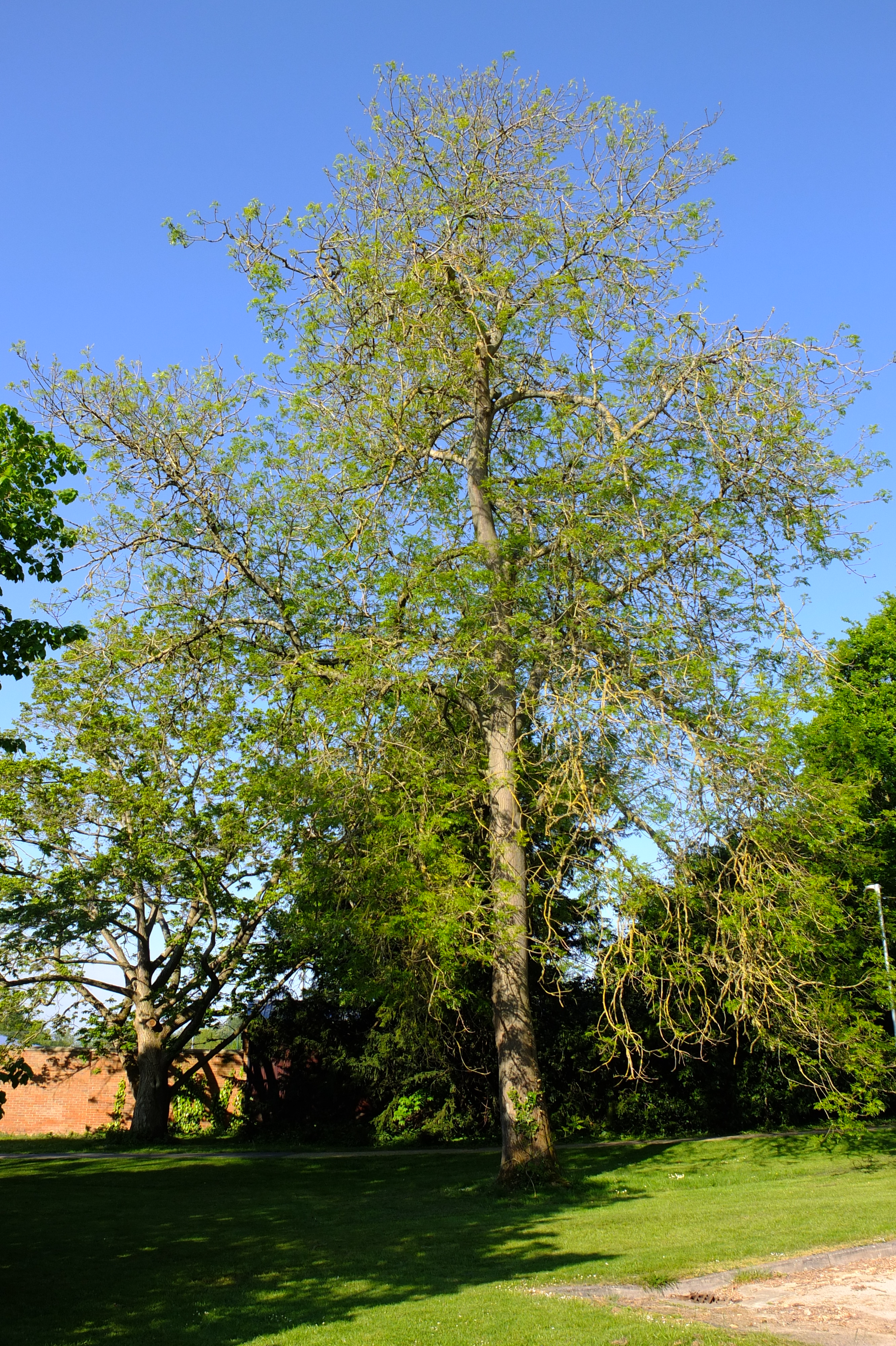 full-size image