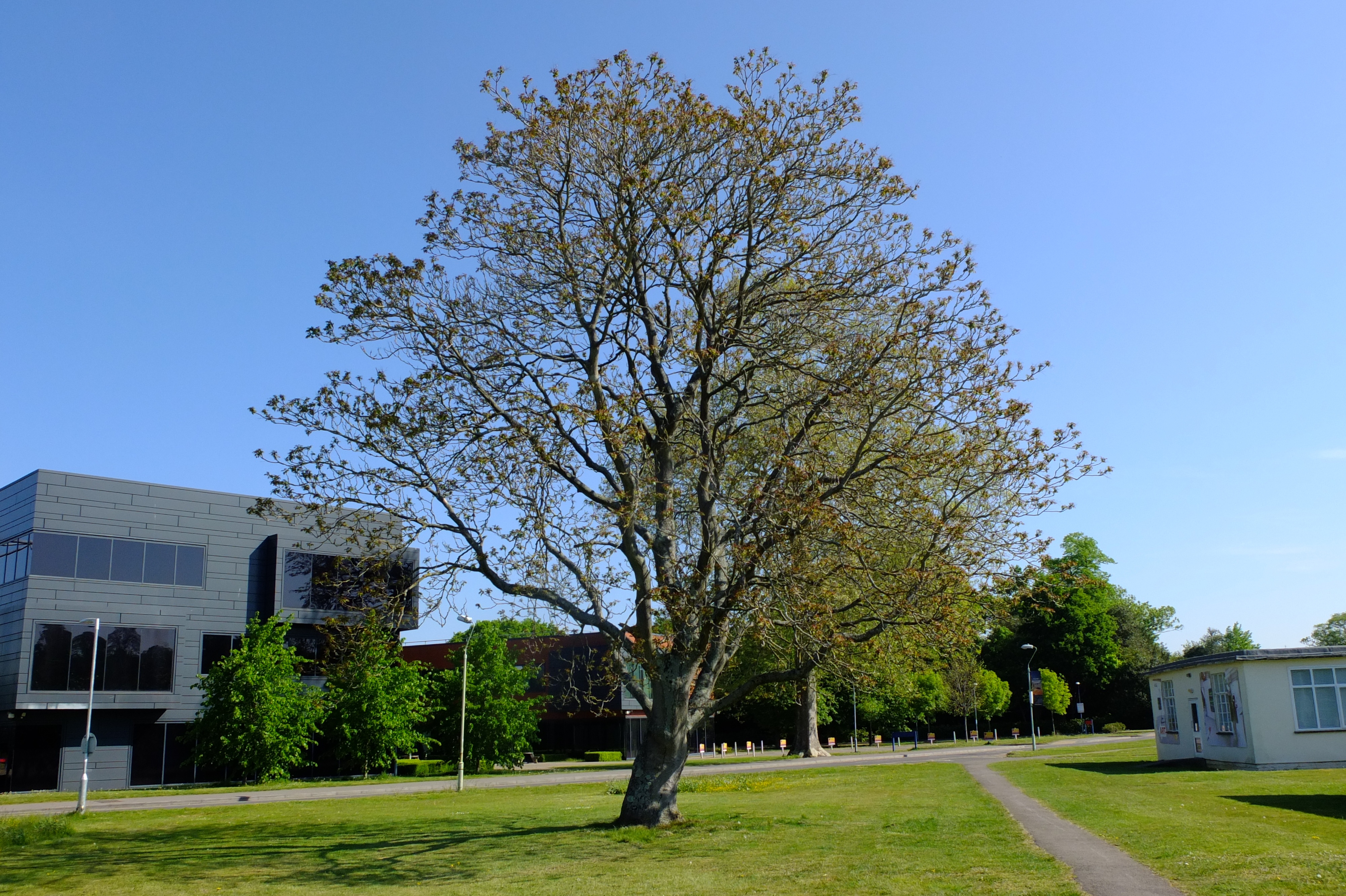 full-size image