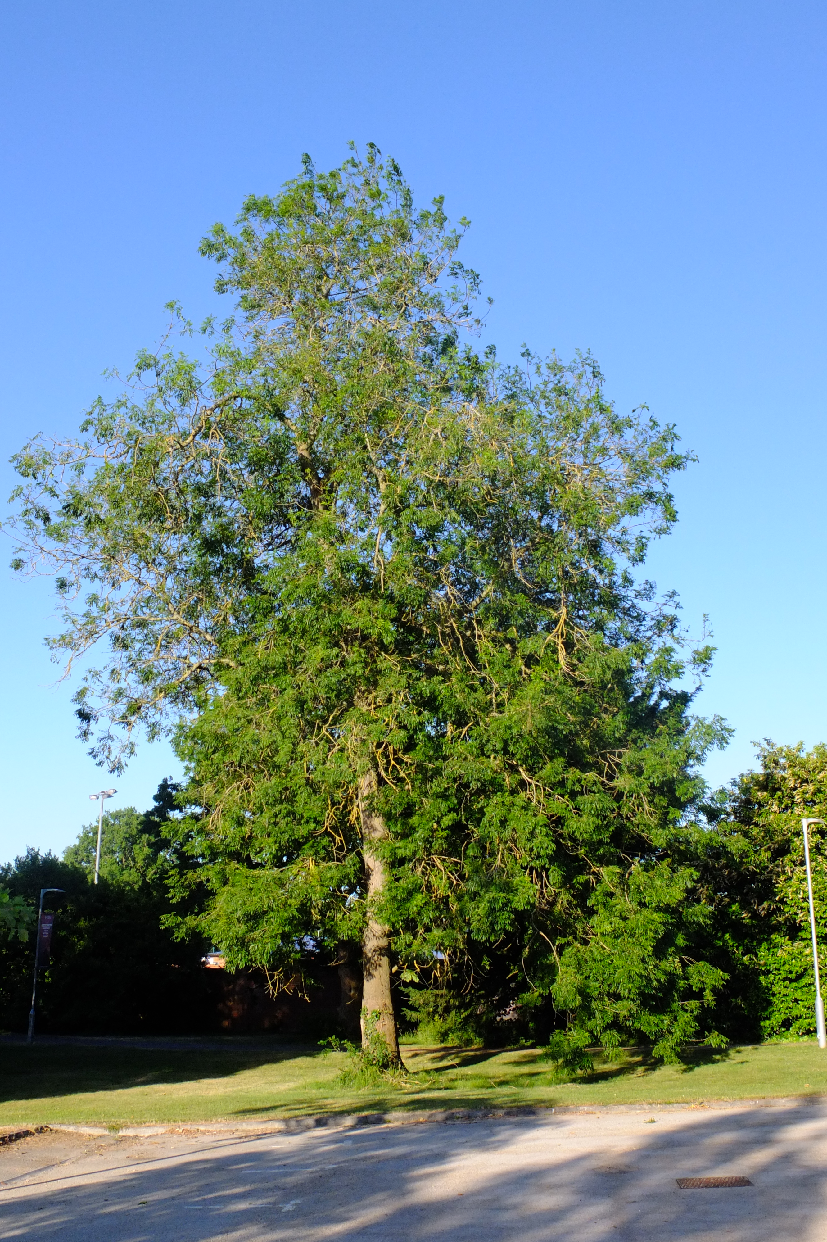 full-size image