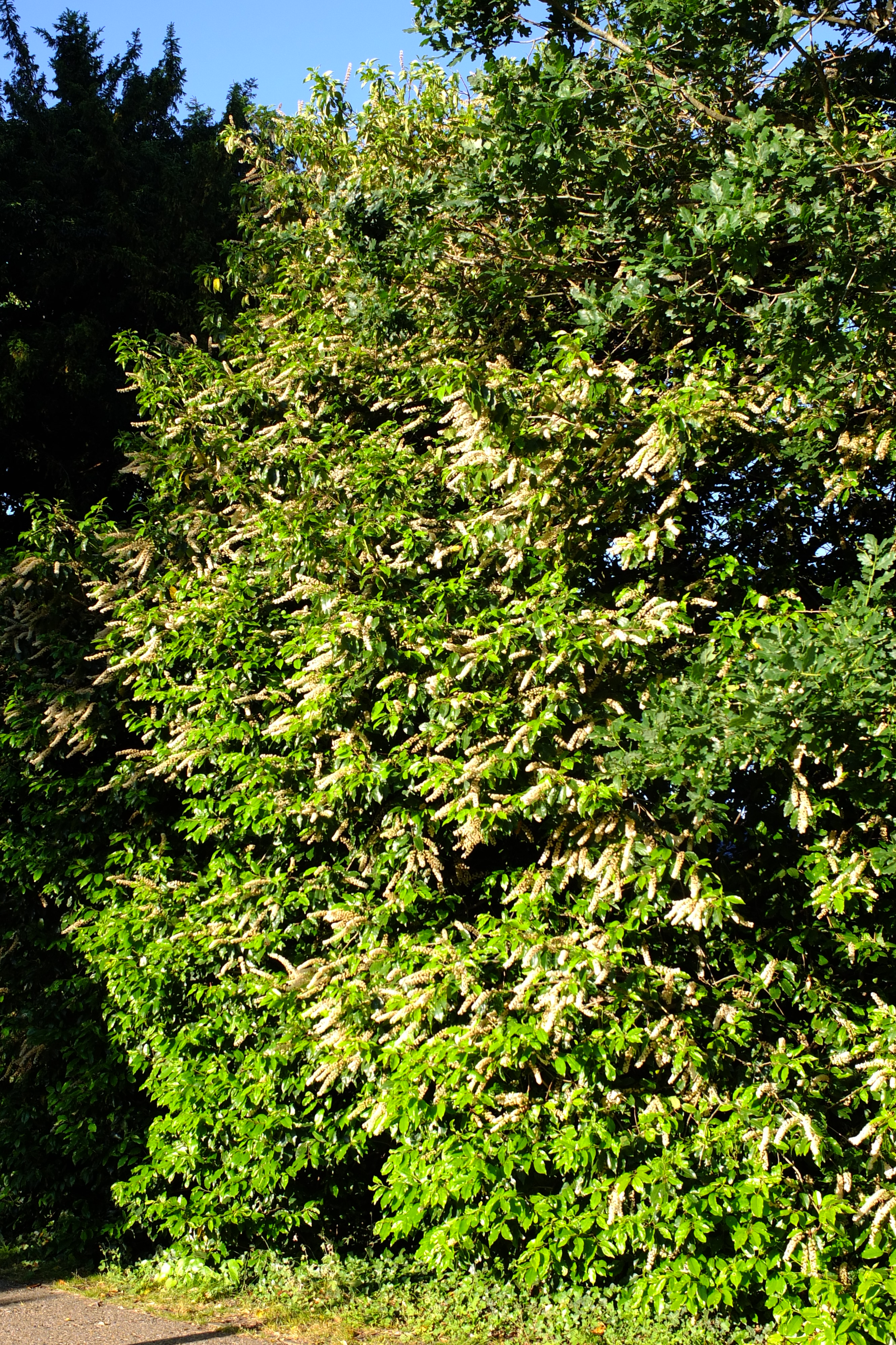 full-size image