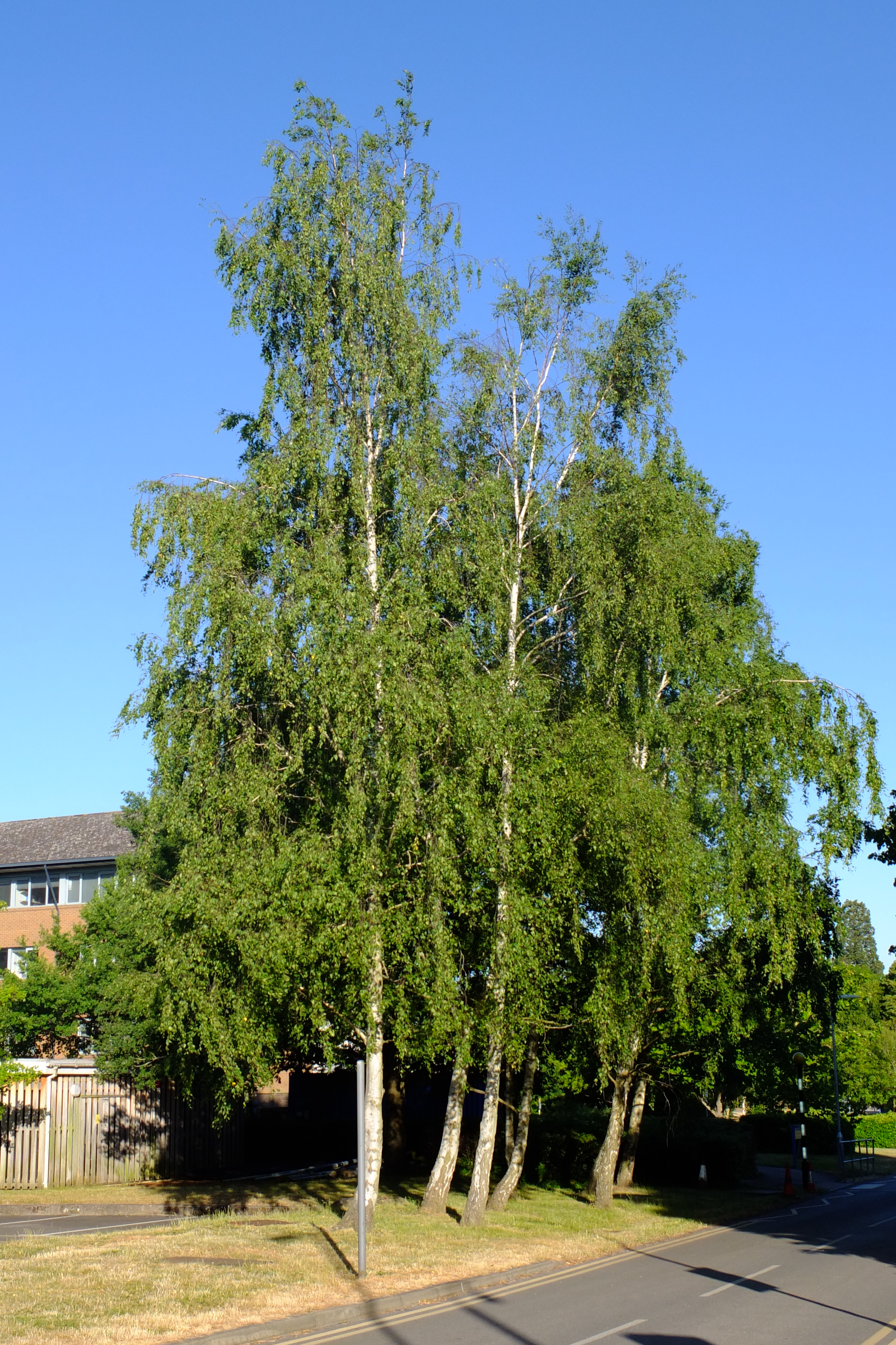 full-size image