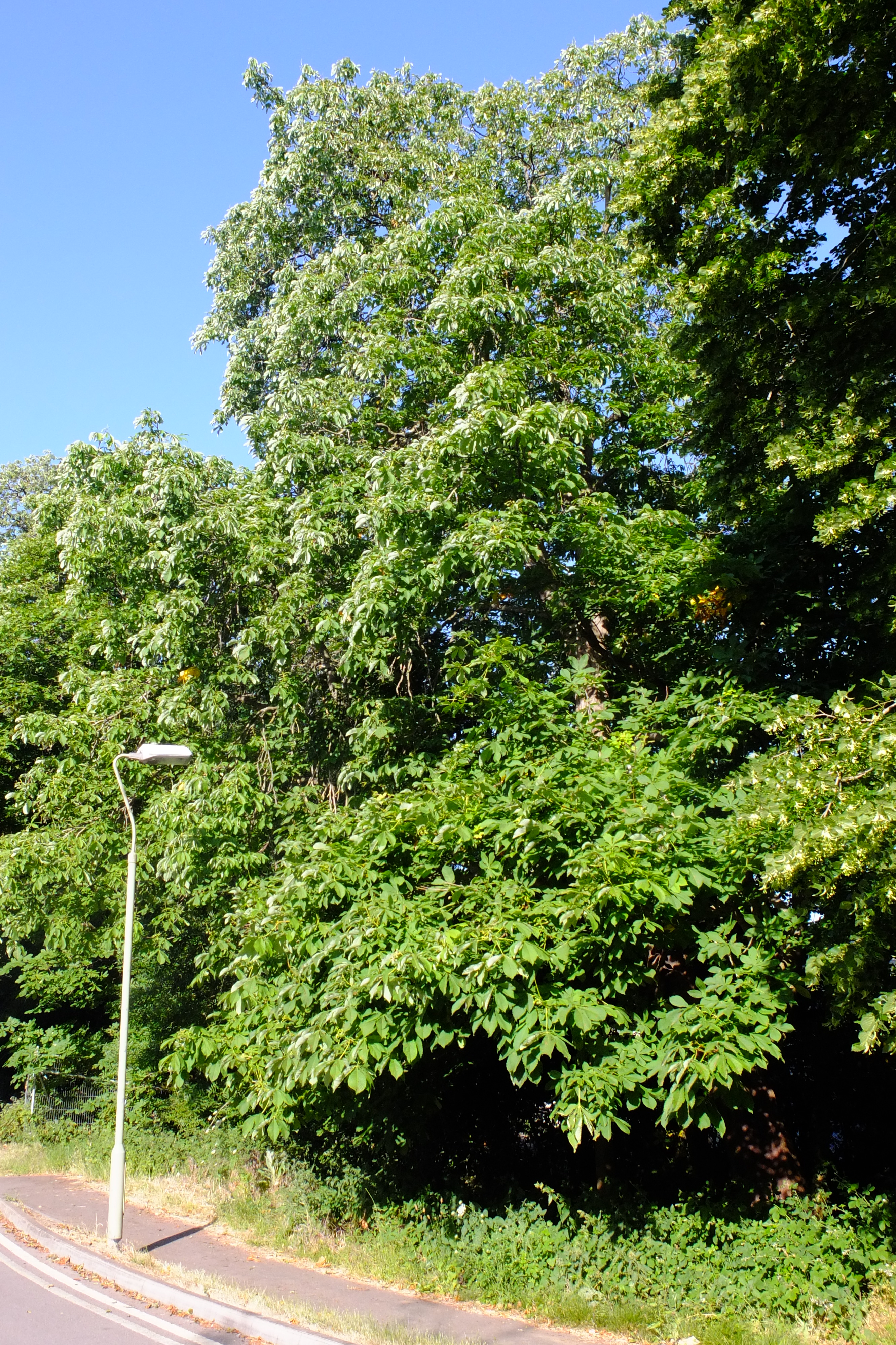 full-size image