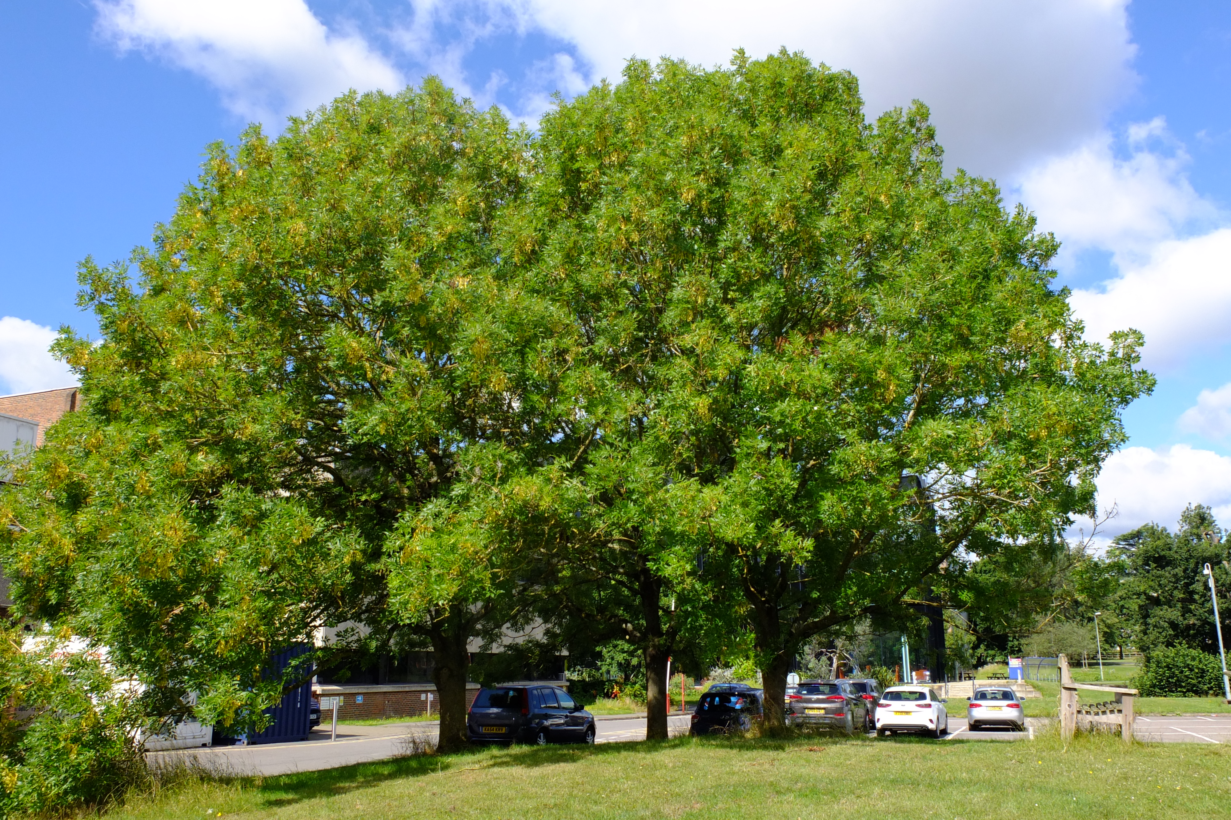 full-size image