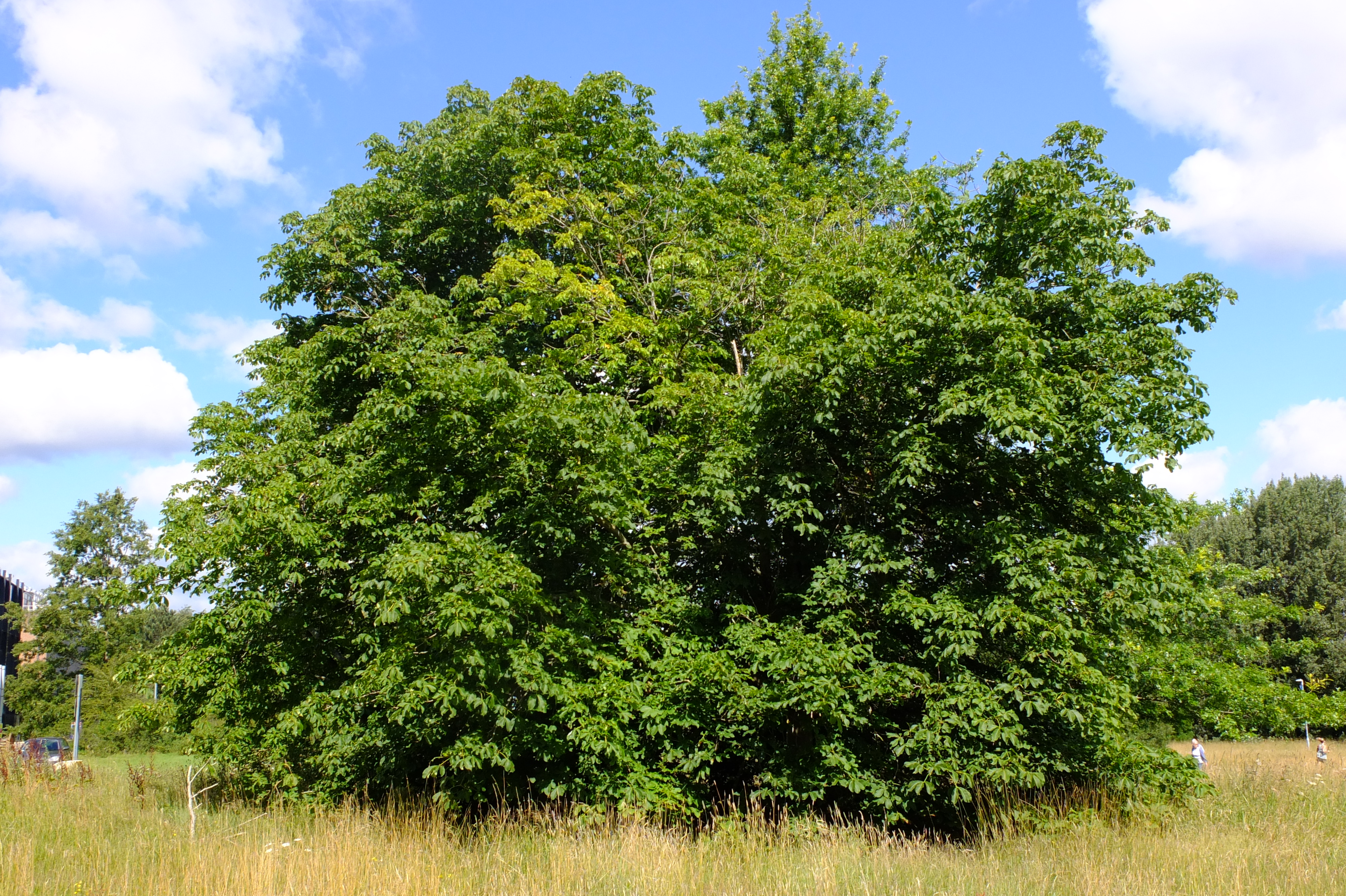 full-size image