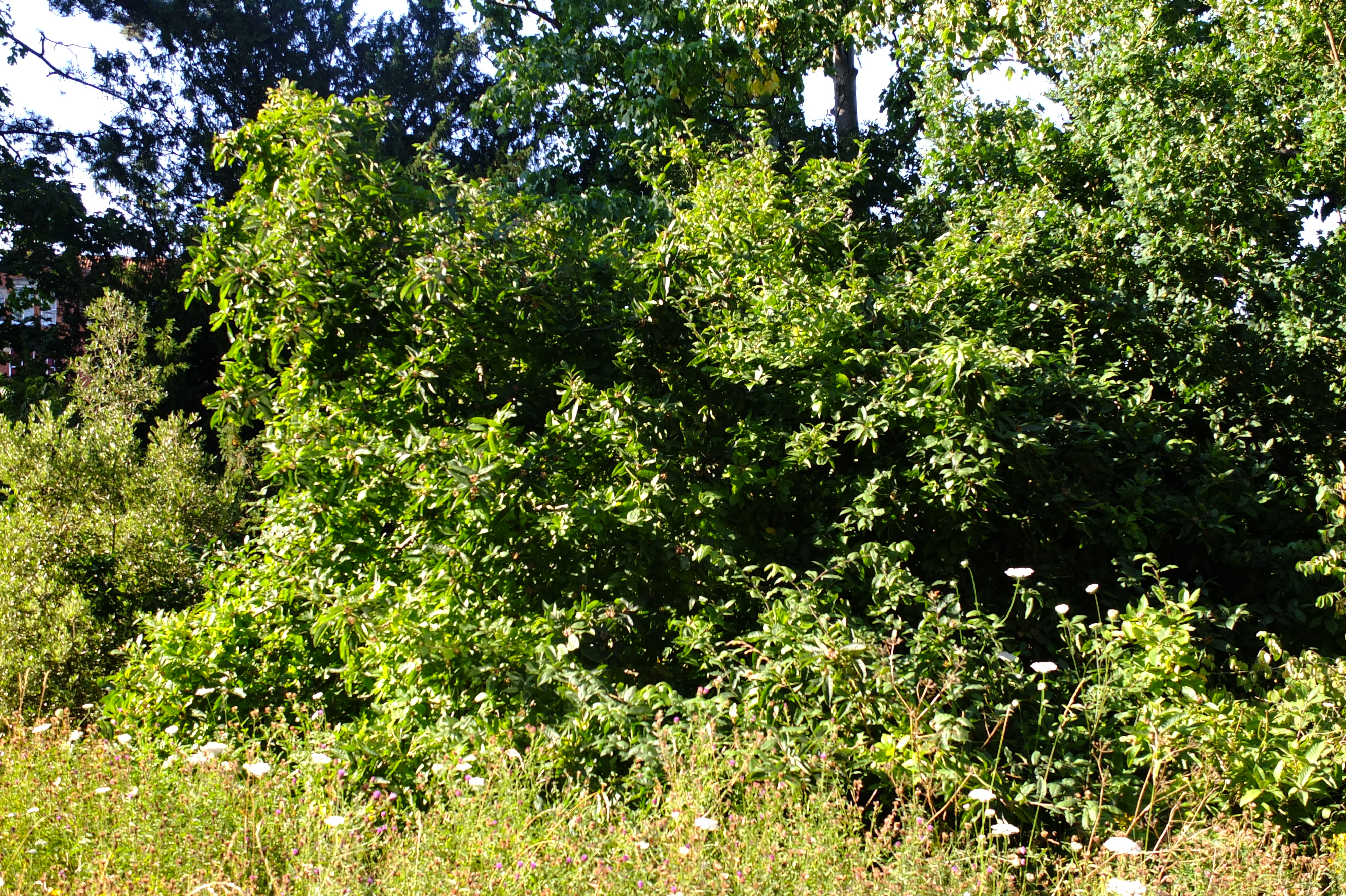full-size image