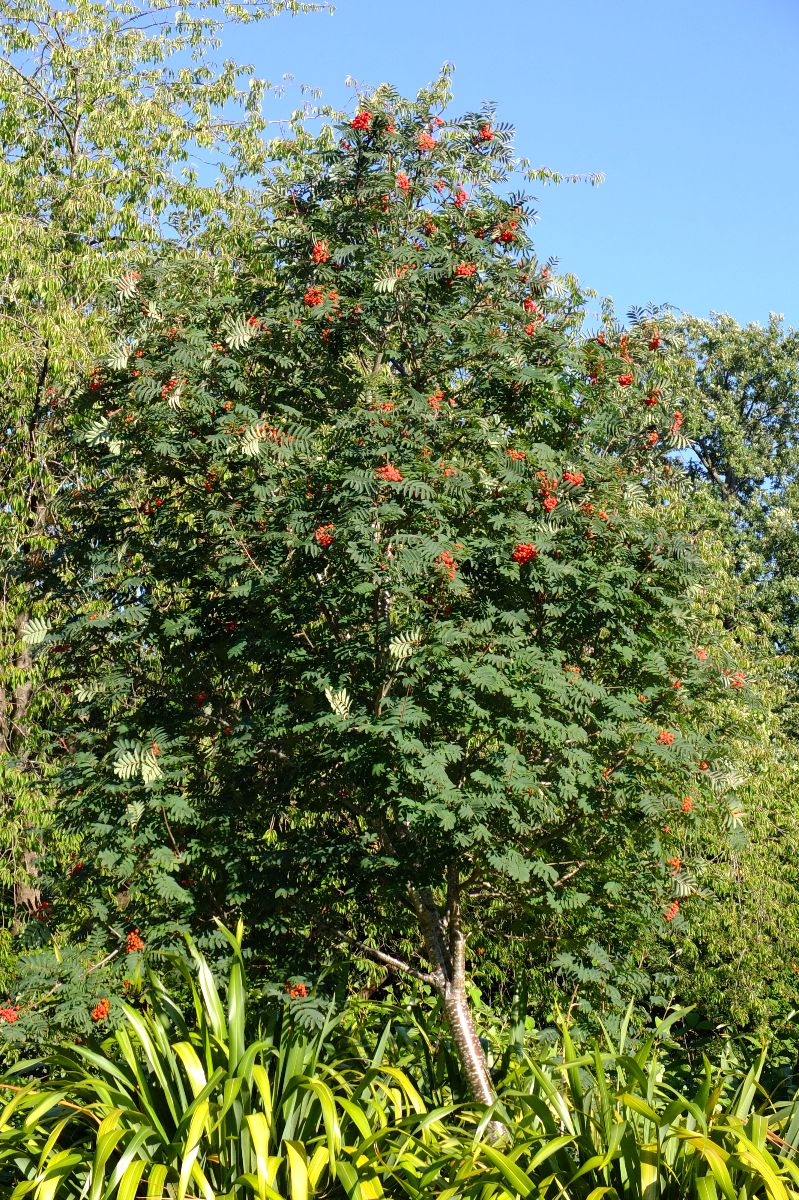 full-size image