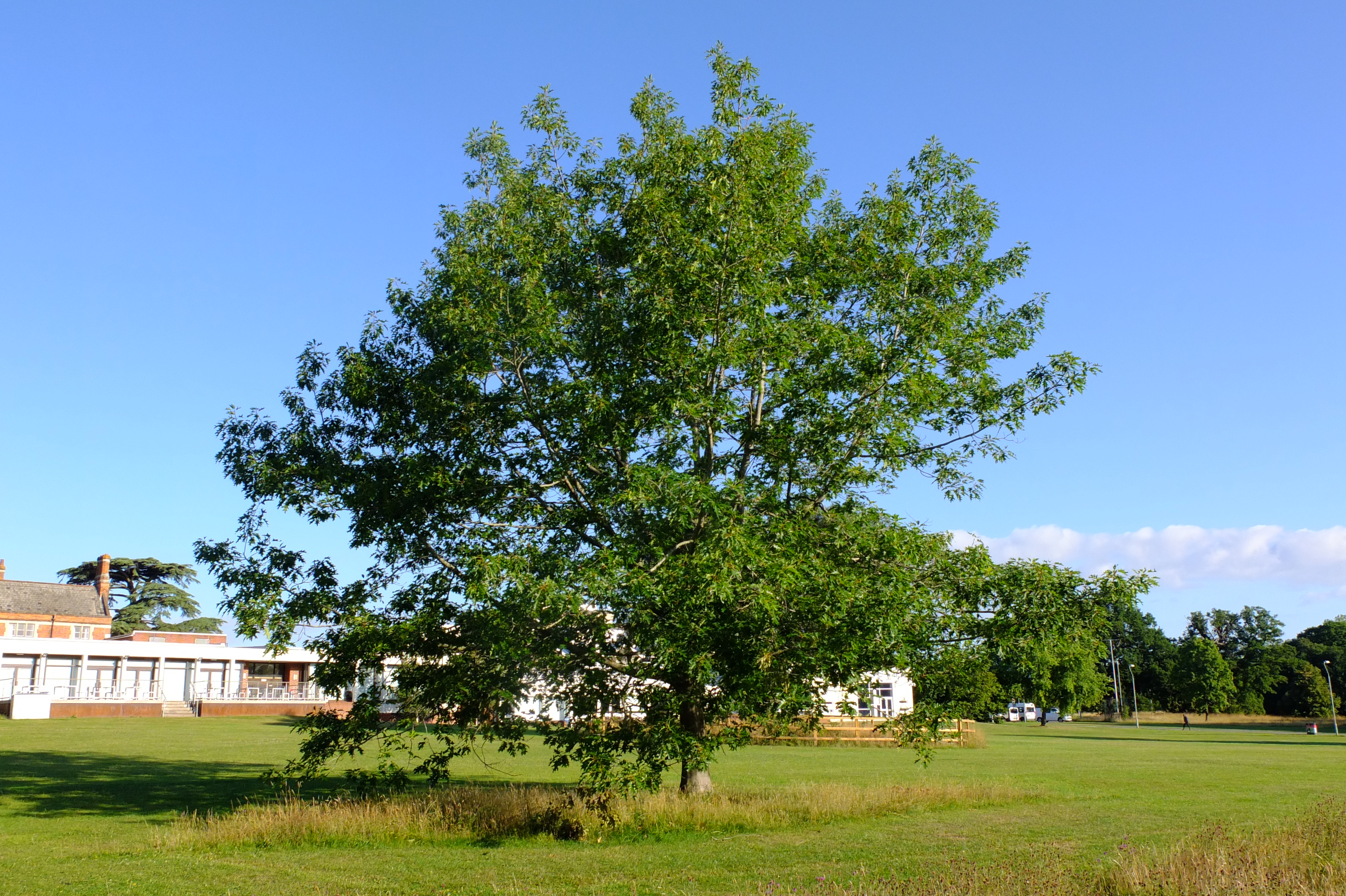 full-size image