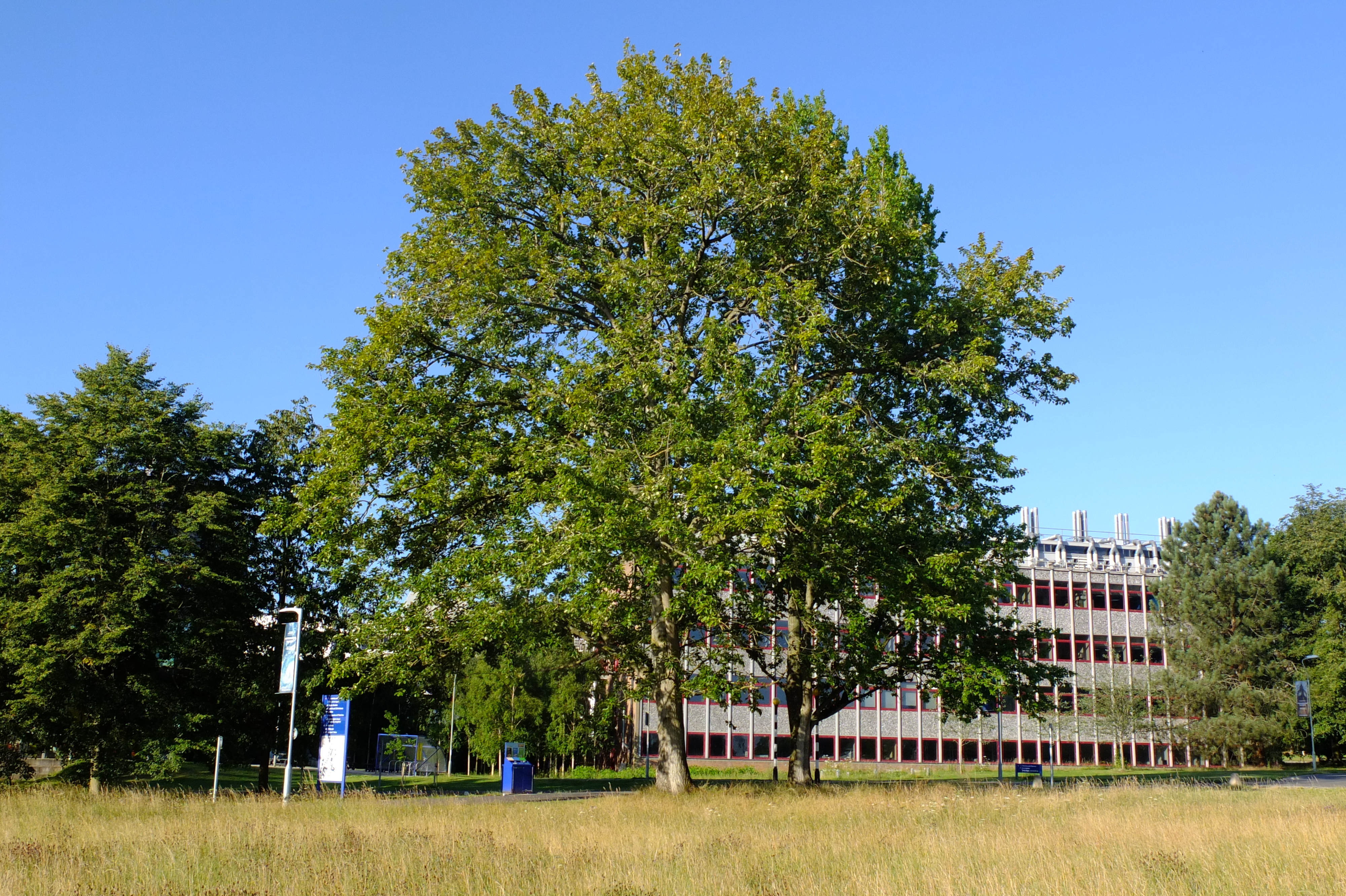 full-size image