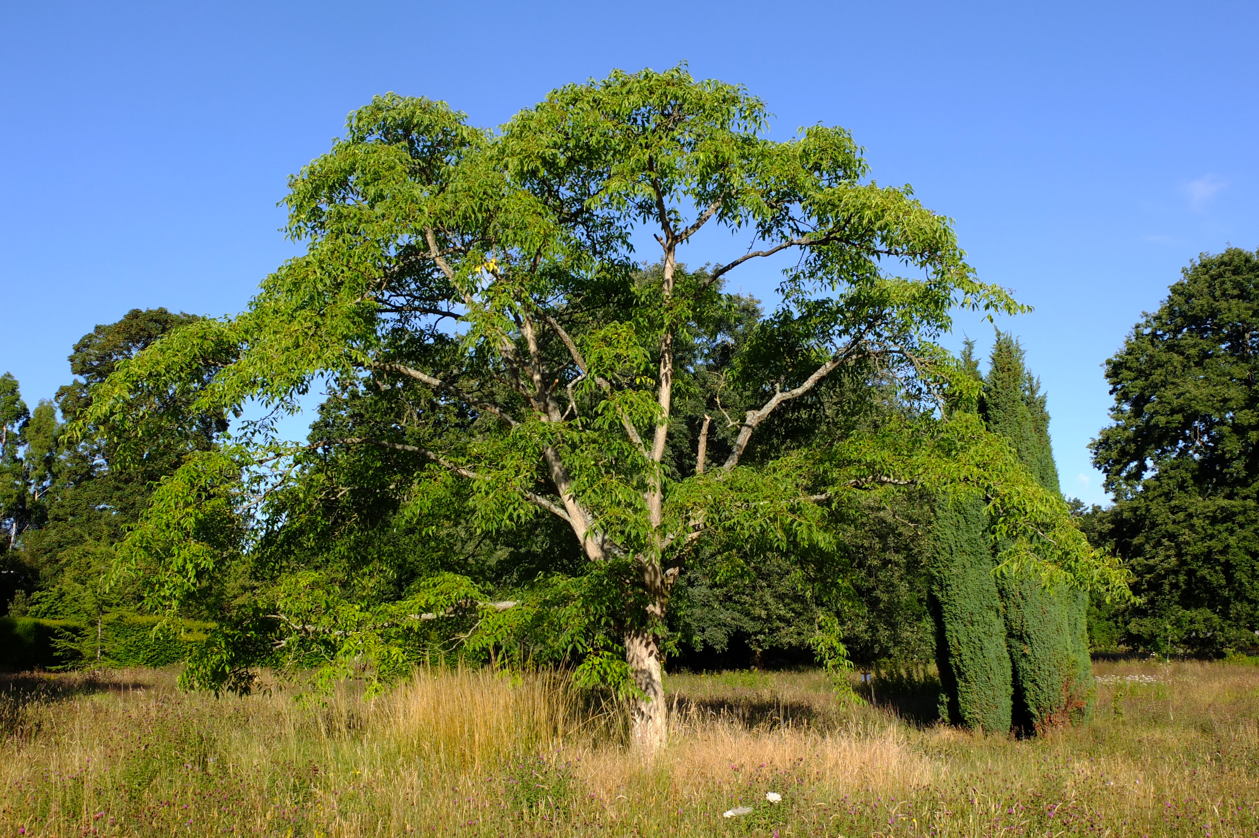 full-size image