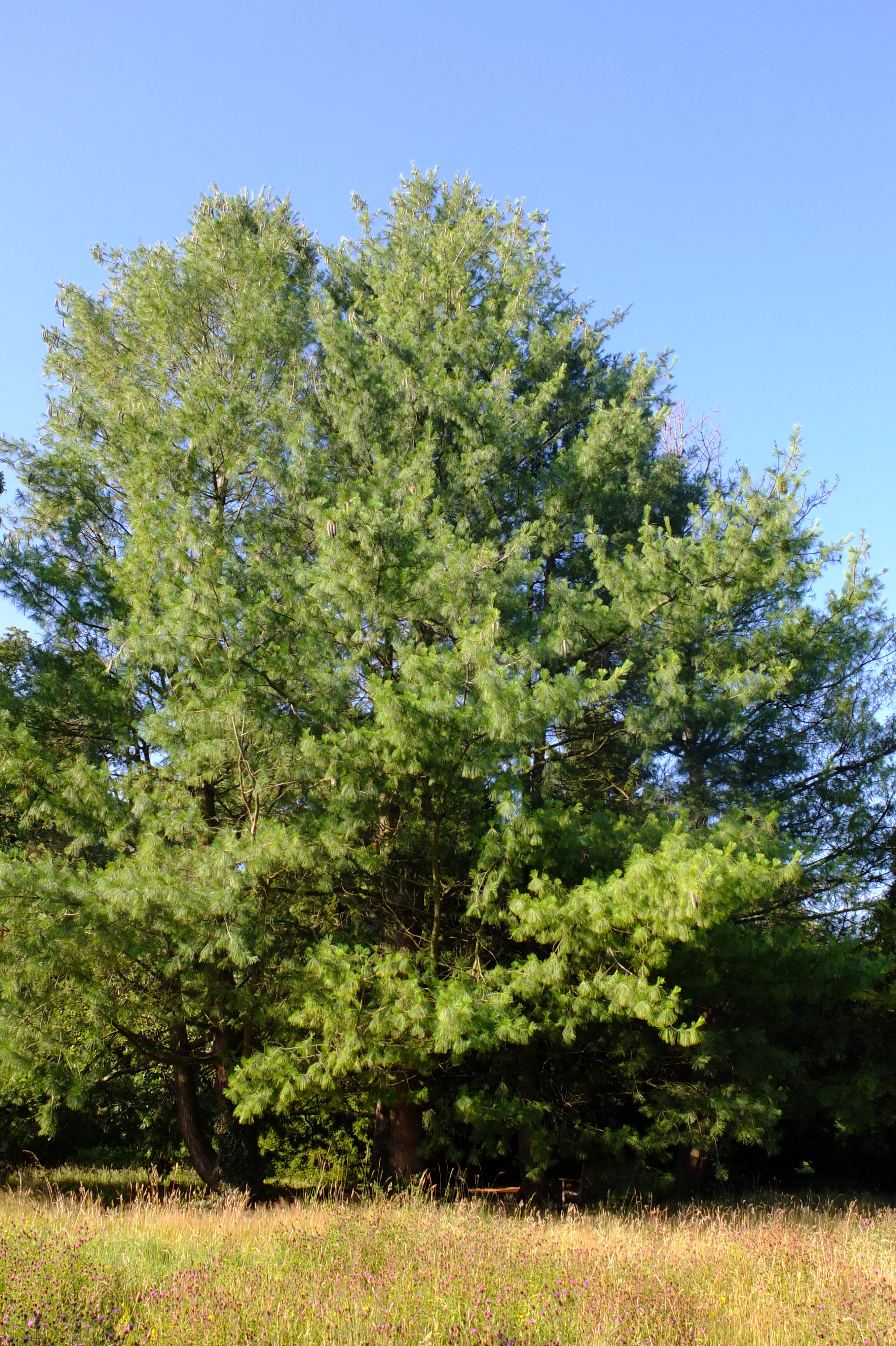 full-size image