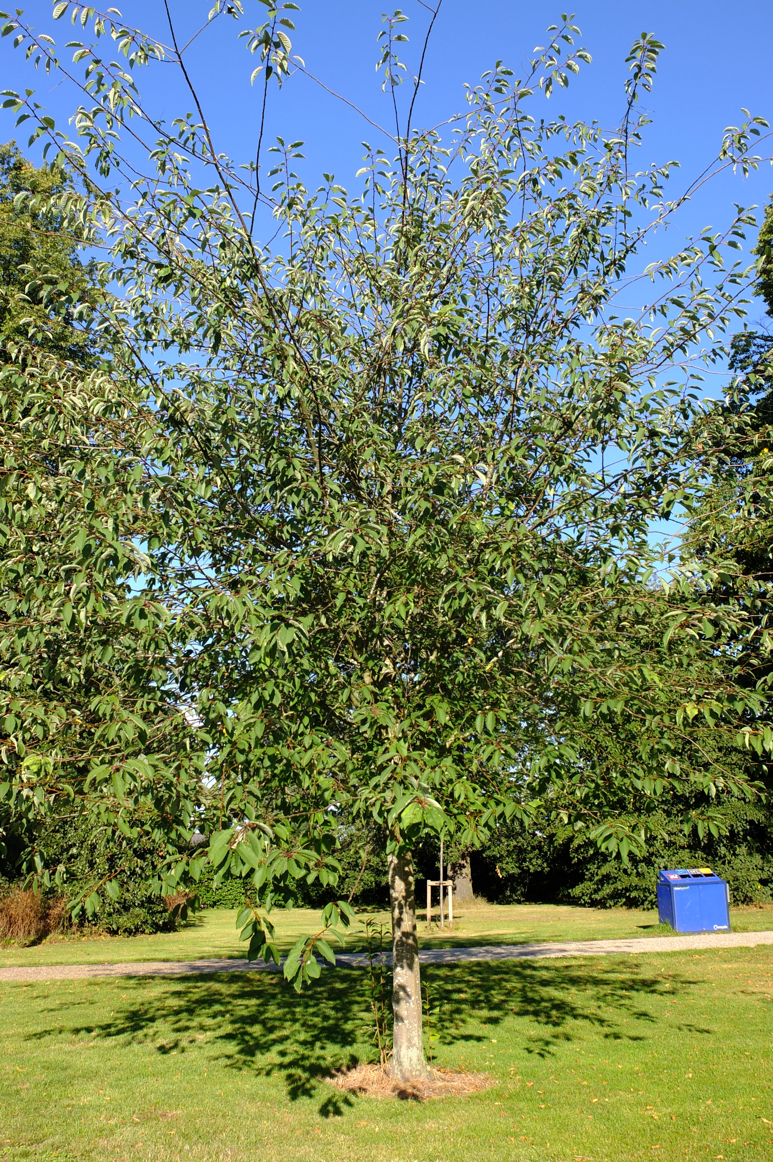 full-size image
