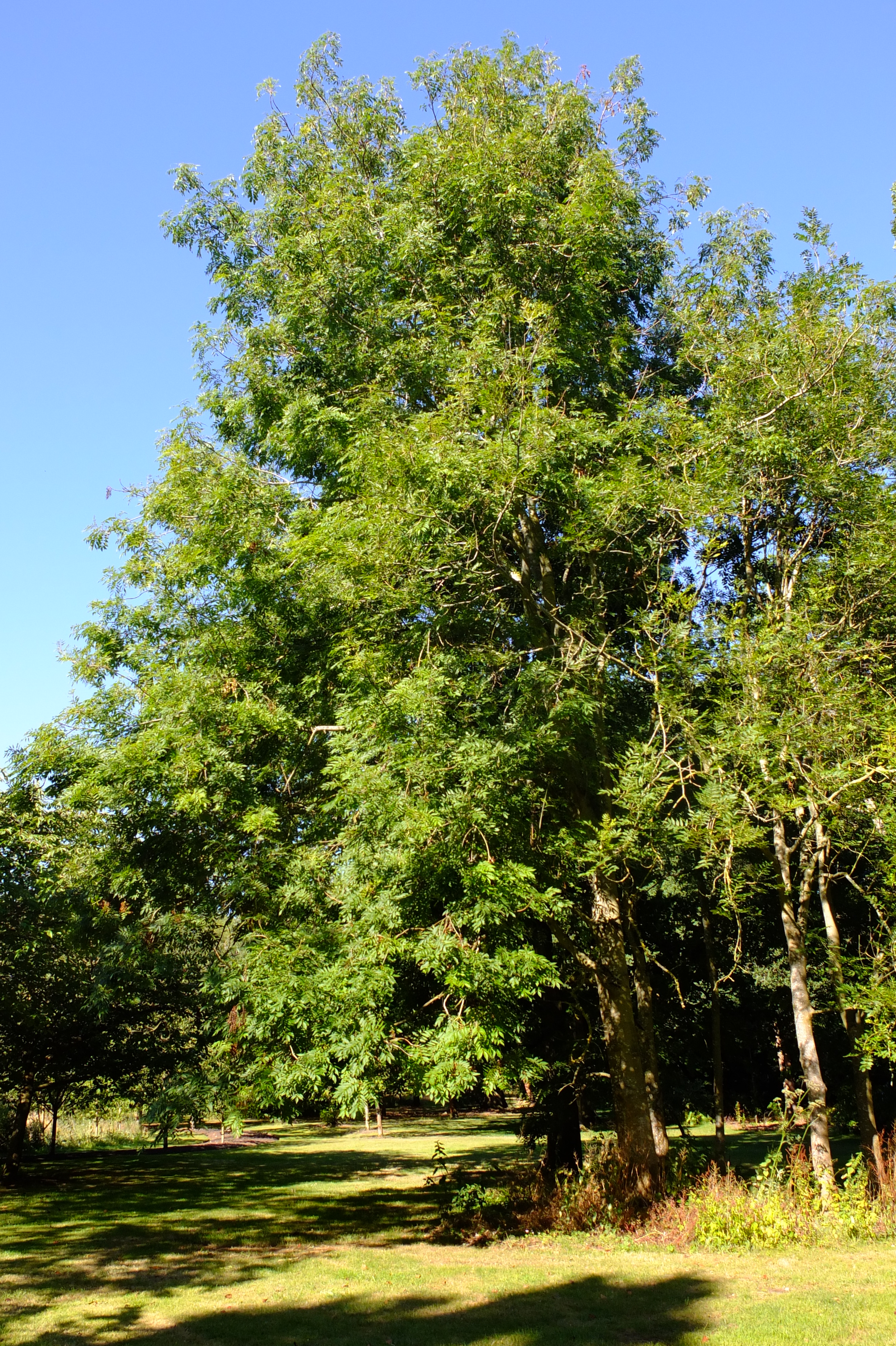 full-size image