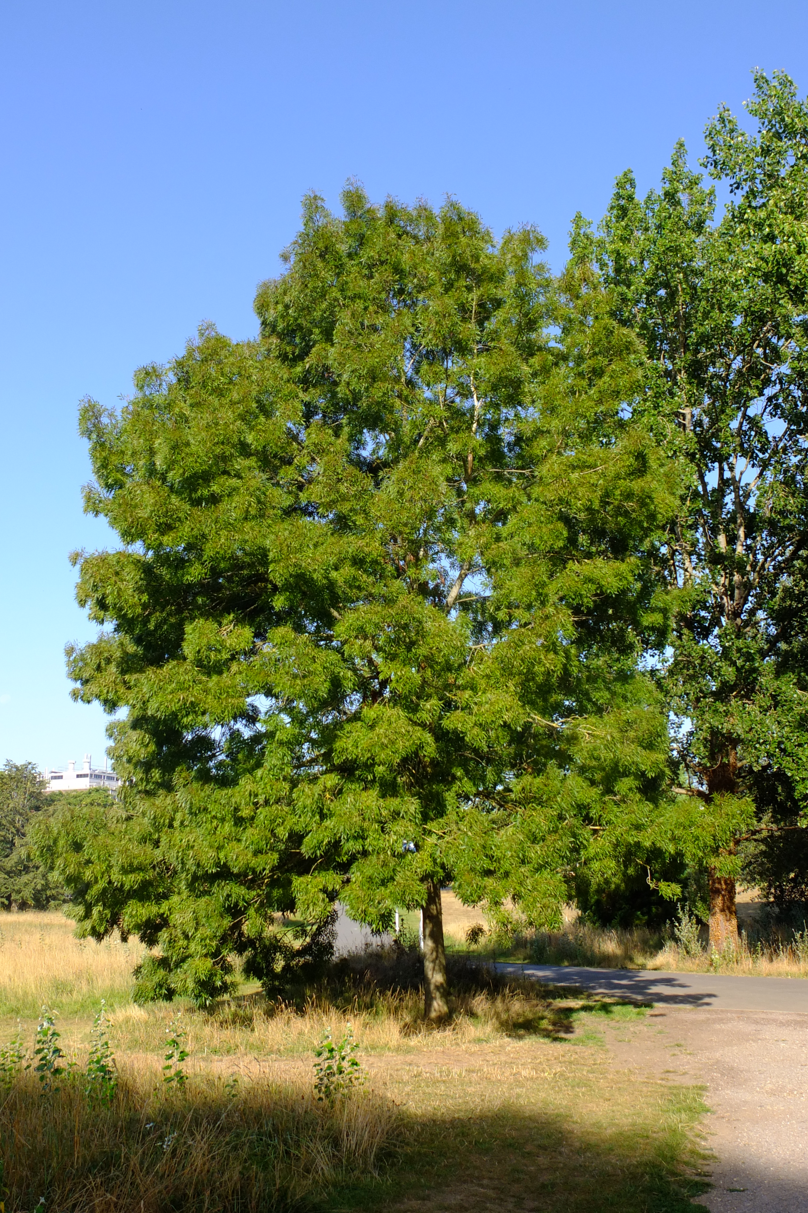 full-size image