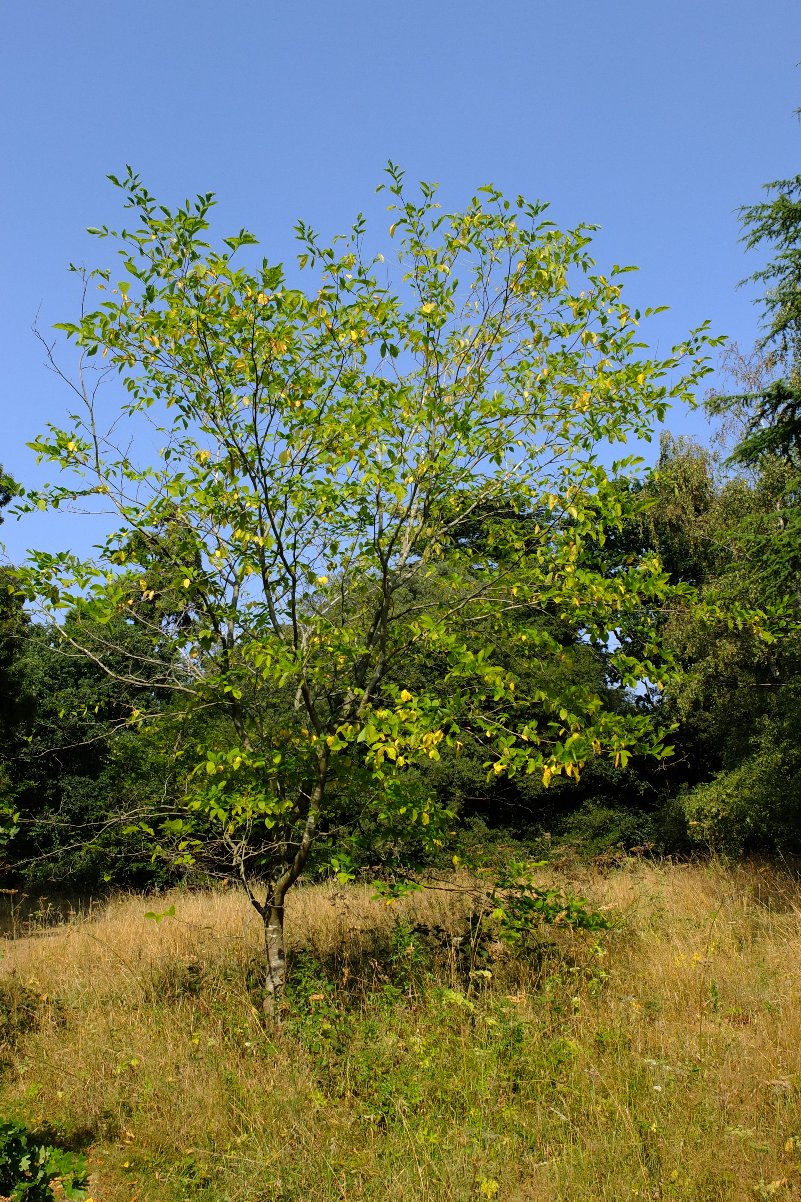 full-size image
