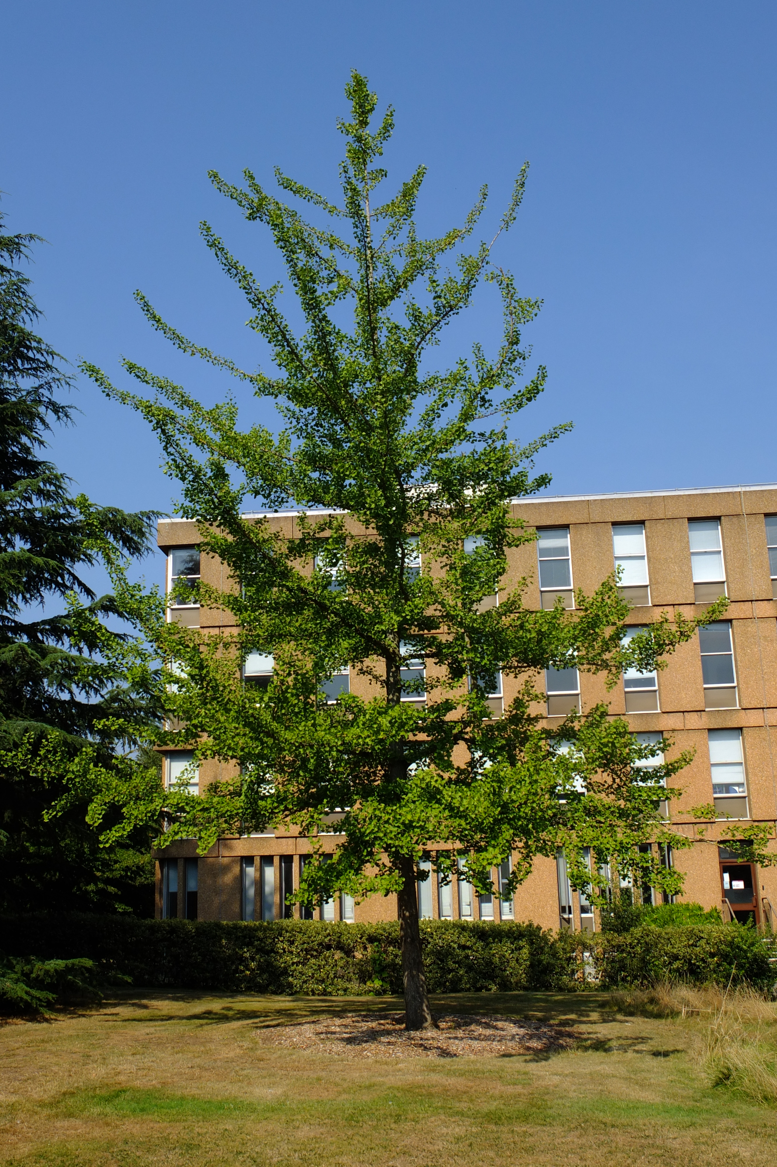 full-size image