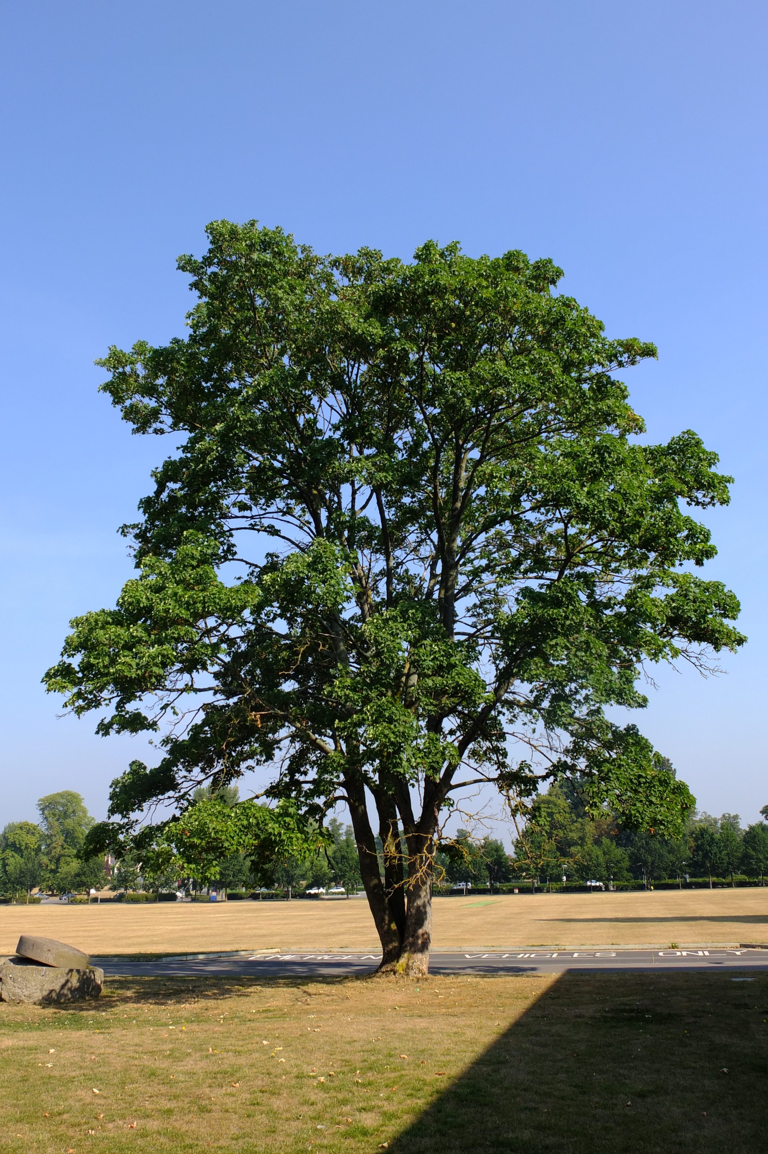 full-size image