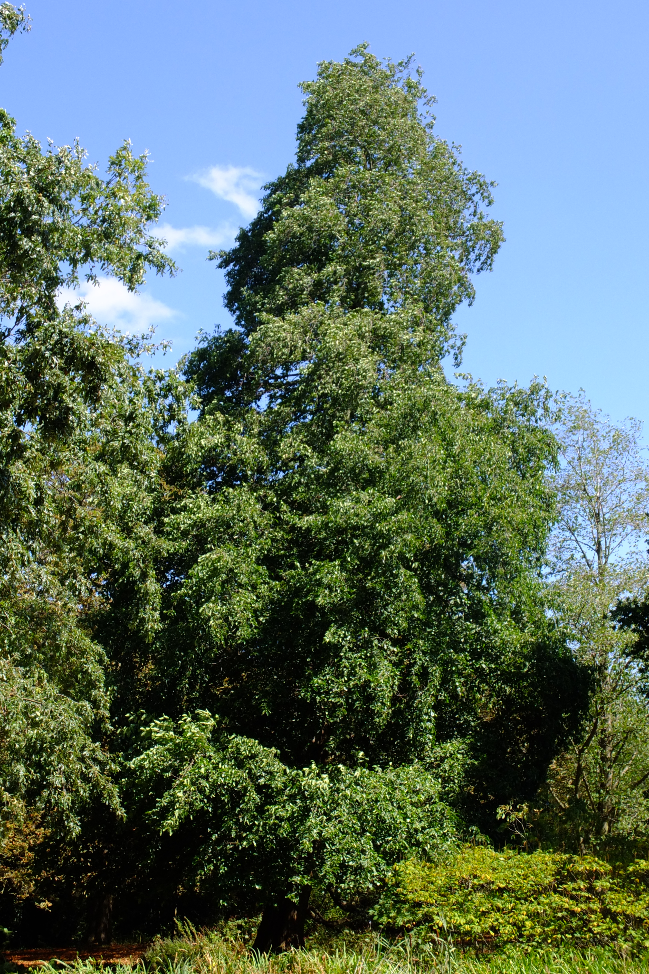 full-size image