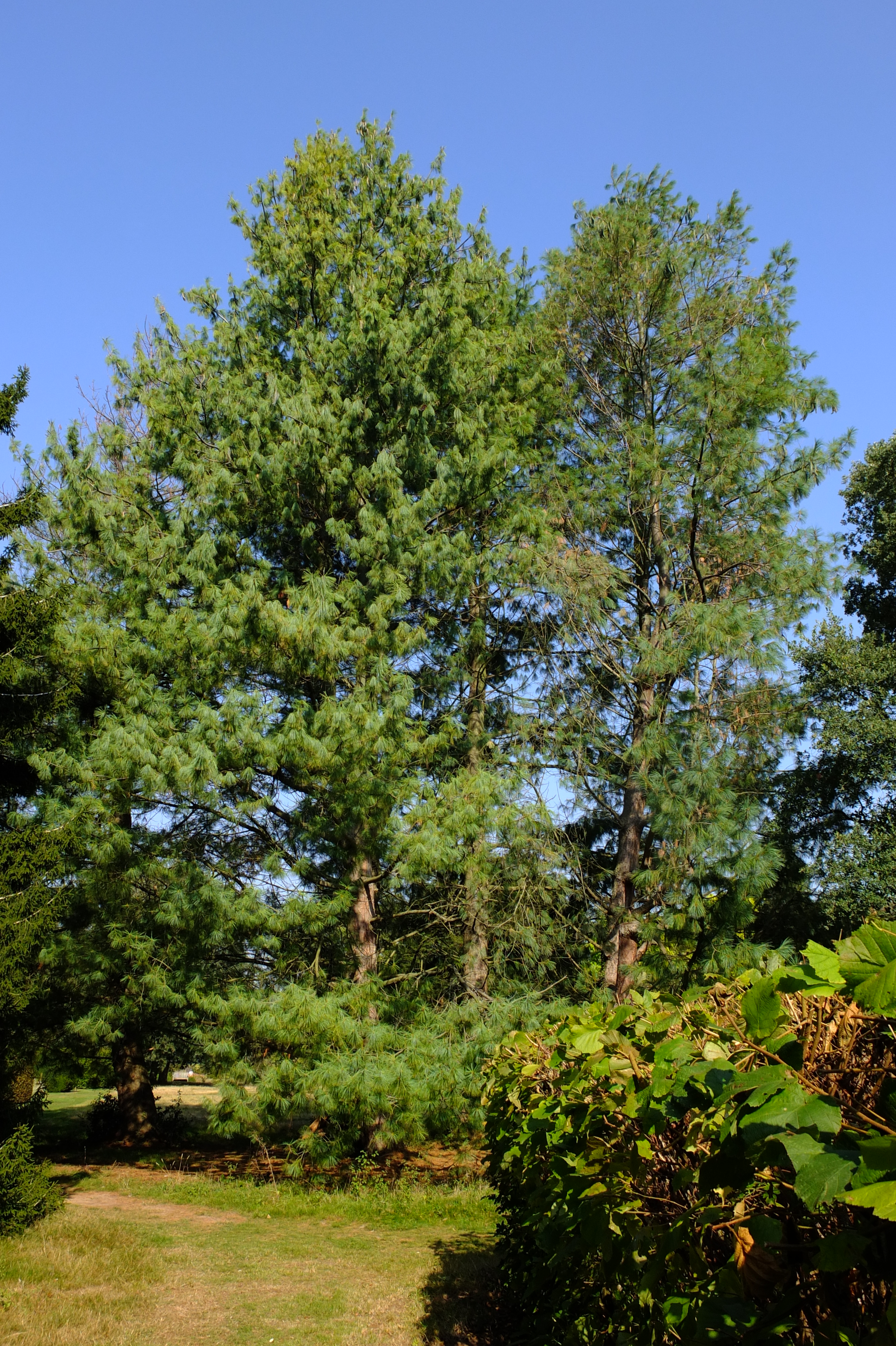 full-size image