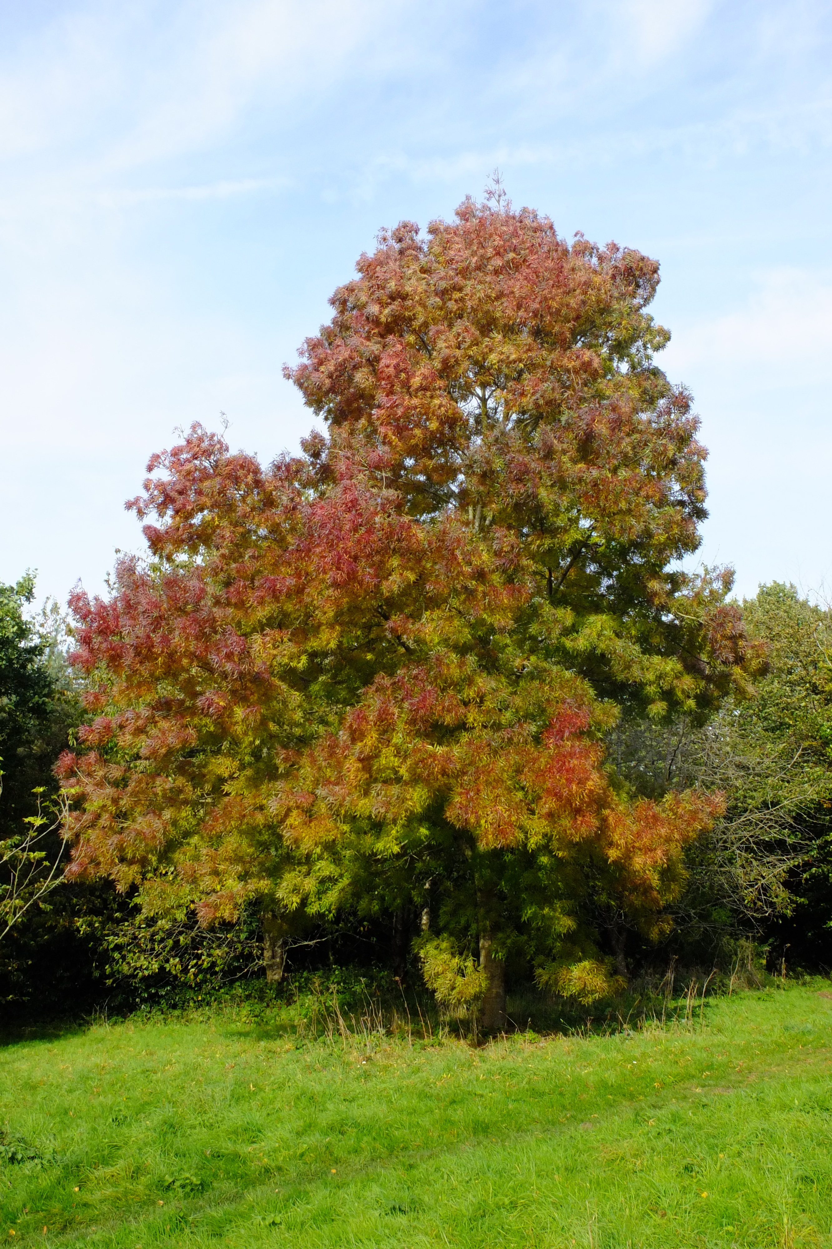 full-size image