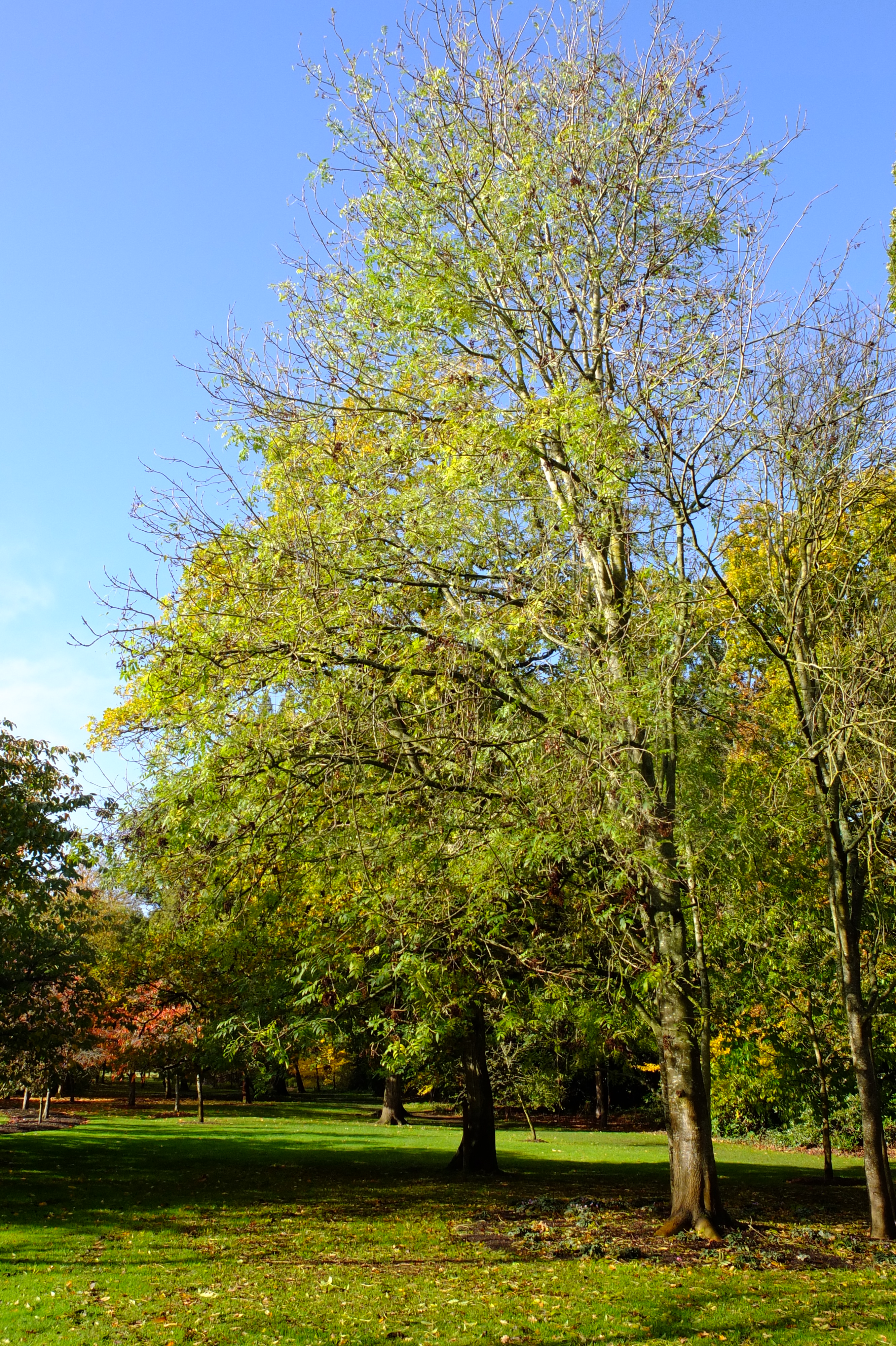 full-size image