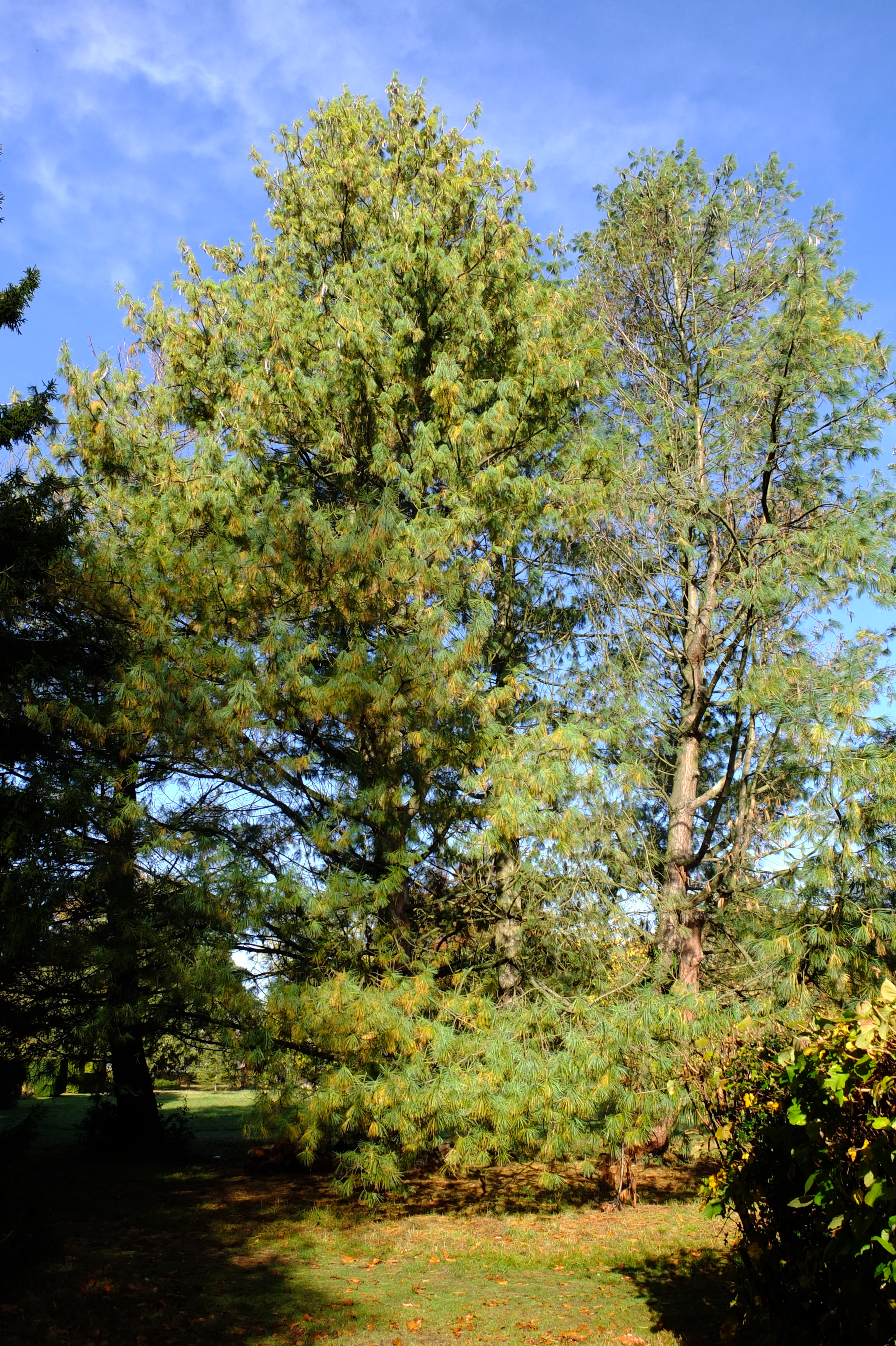 full-size image