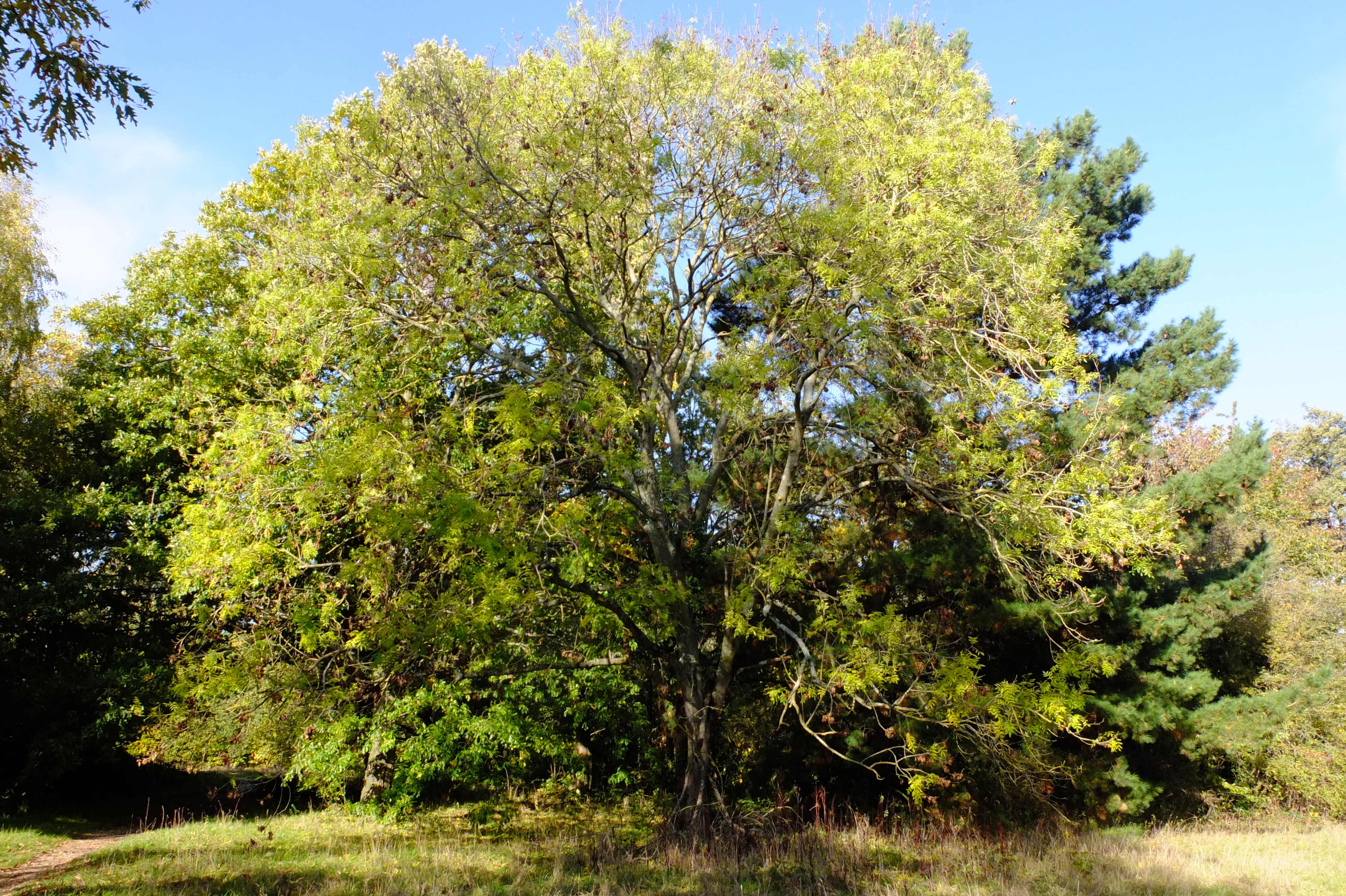 full-size image