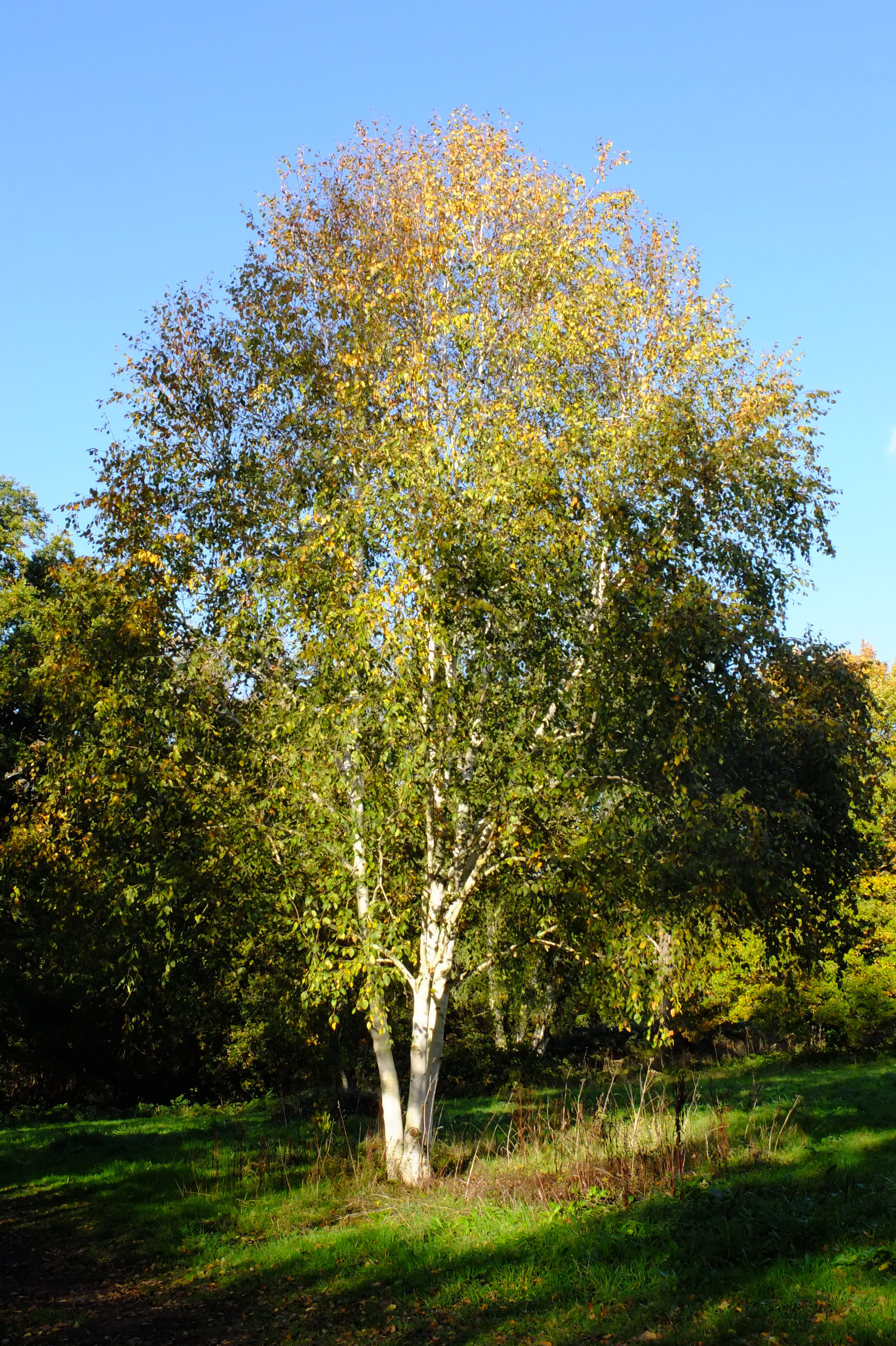 full-size image
