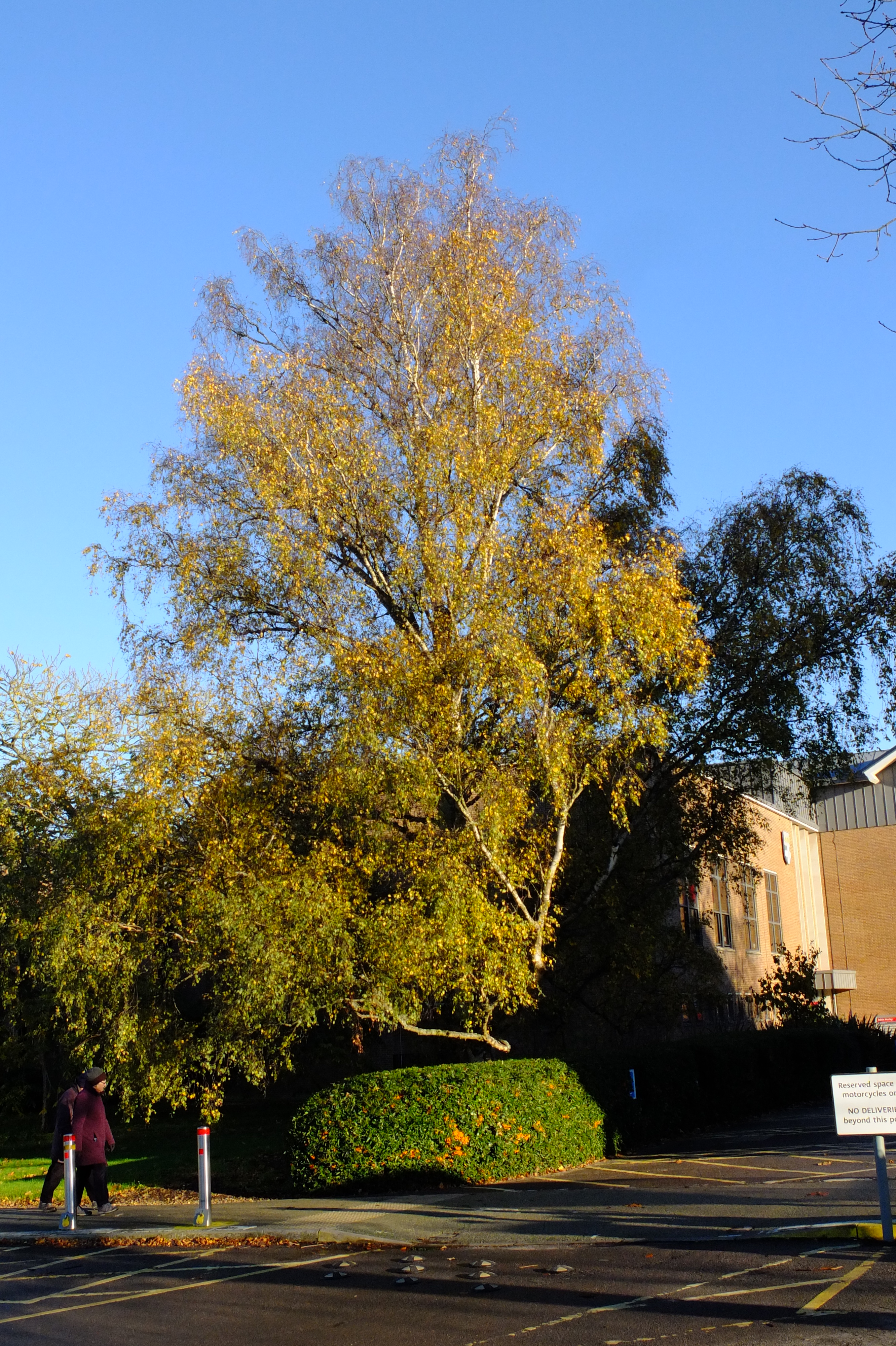 full-size image